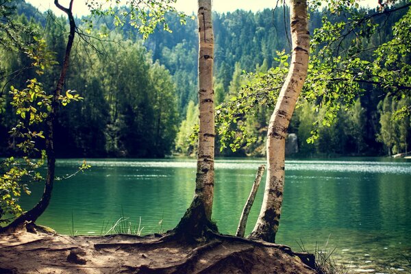 Abedules en el bosque cerca del lago en un día soleado