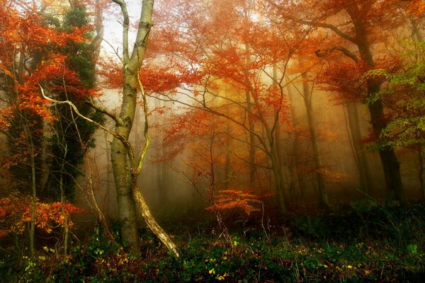 In autumn, there is often fog in the forest