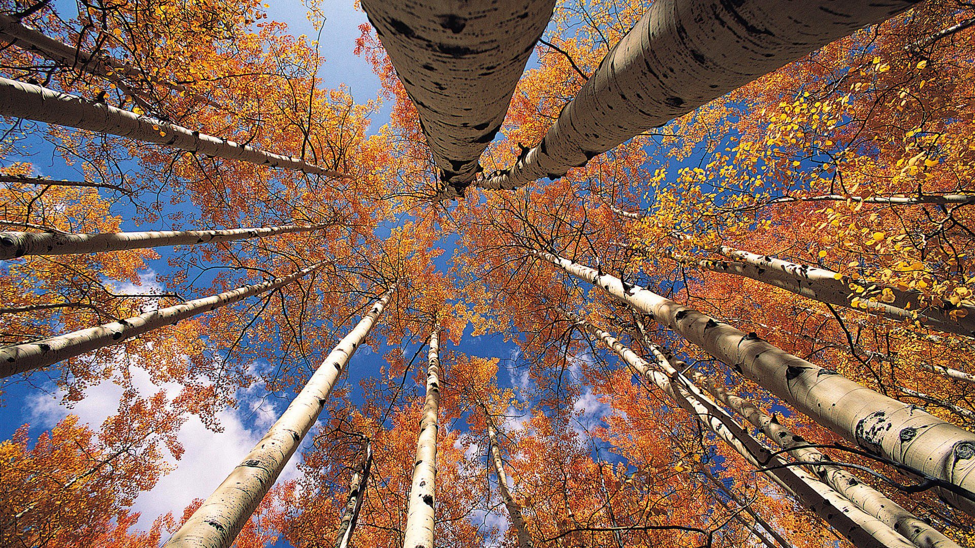 ky tree trunk leaves autumn aspen crown