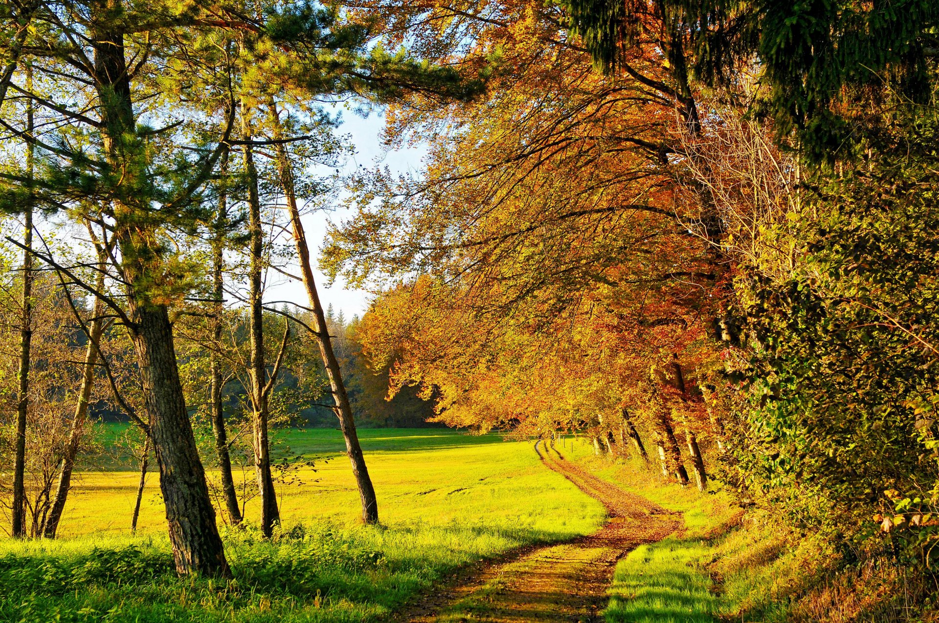 otoño bosque árboles amarillo sol camino claro hierba verde