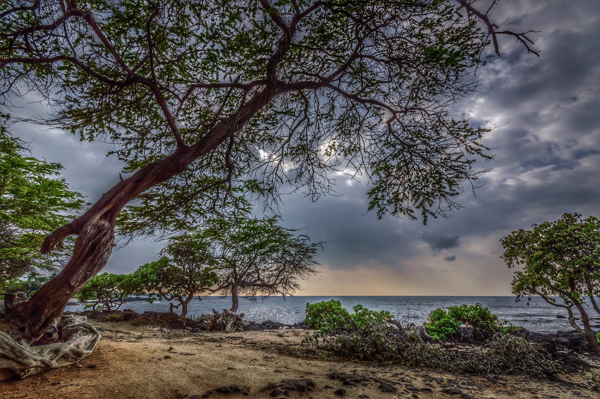 nature landscape tree leaves sea sky cloud