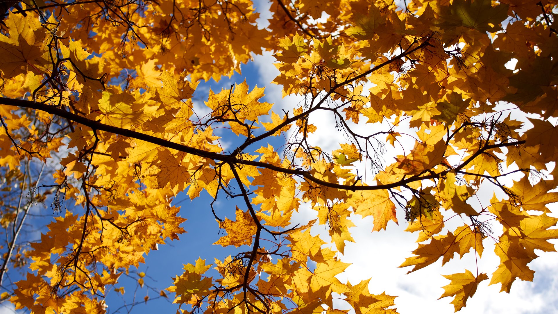 himmel wolken baum ahorn blätter herbst