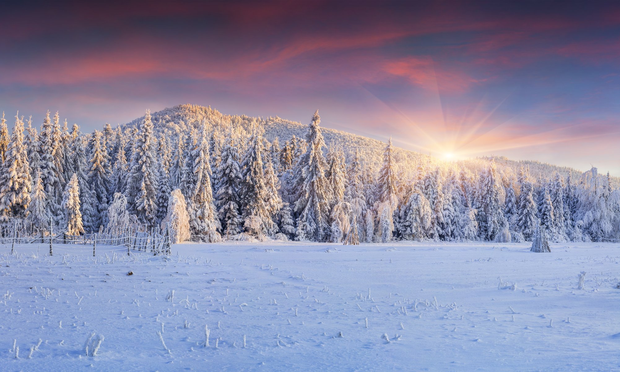 winter landscape snow winter christmas tree