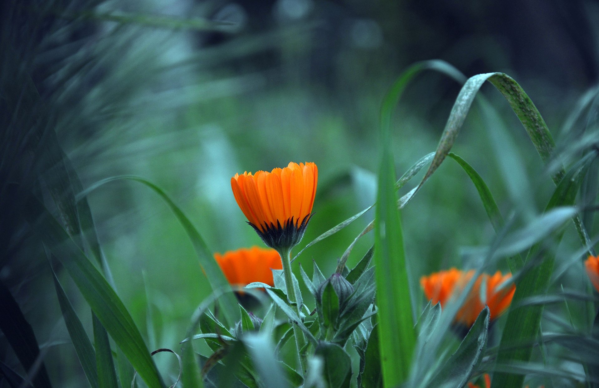 upplies meadow grass leaves plant flower petal