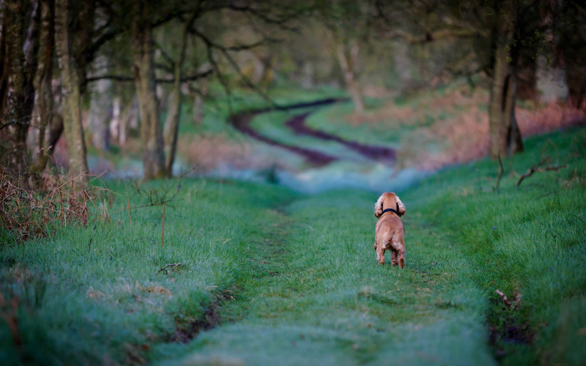 cane campo strada