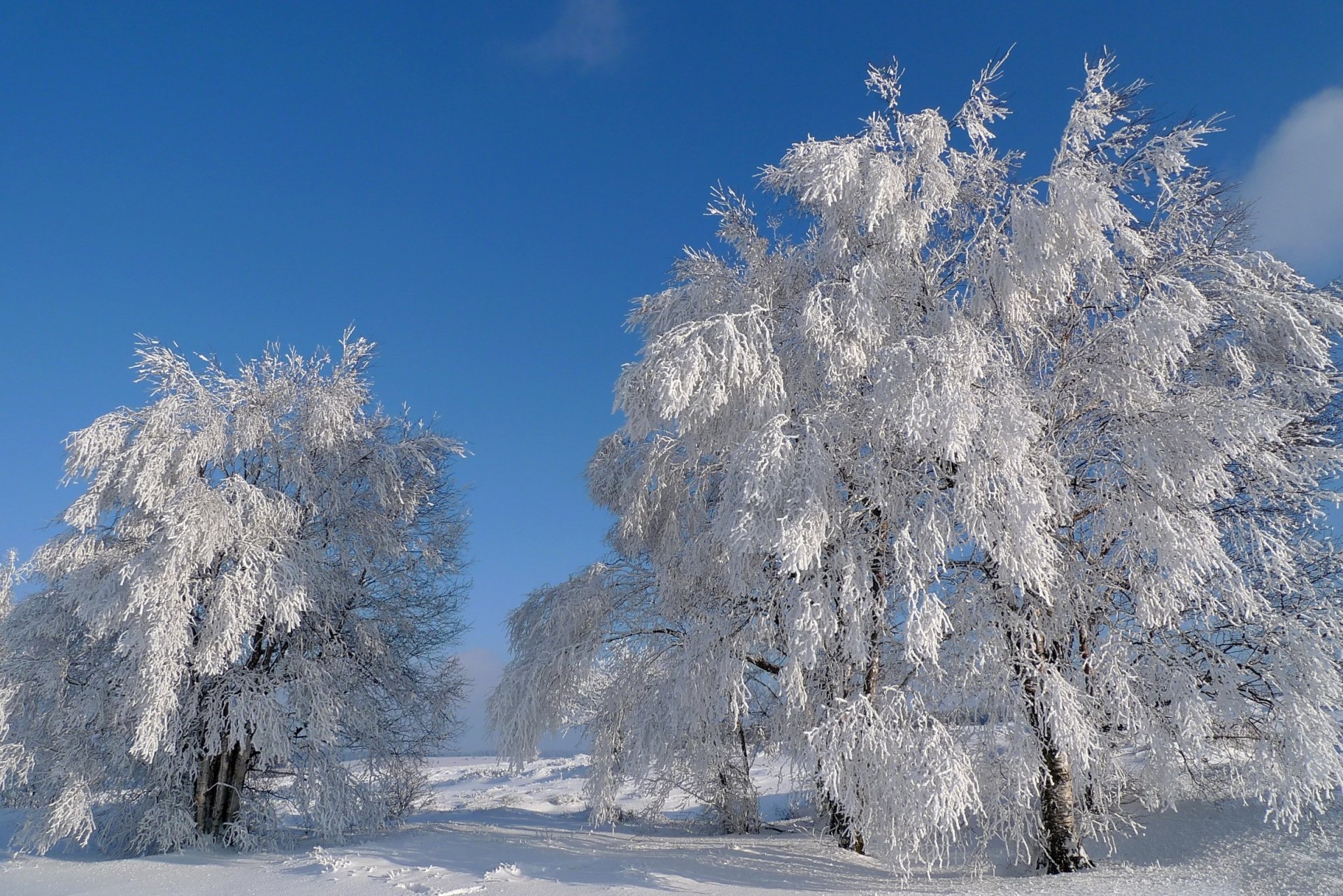 cielo inverno alberi neve