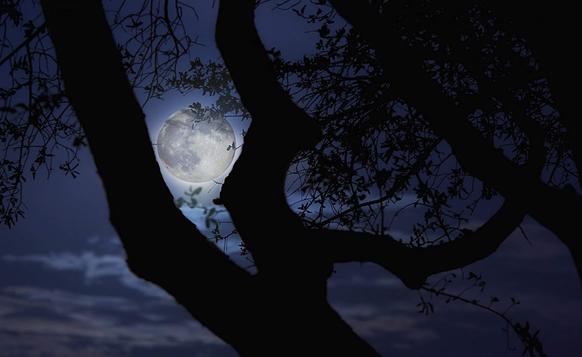 mond baum zweige nacht