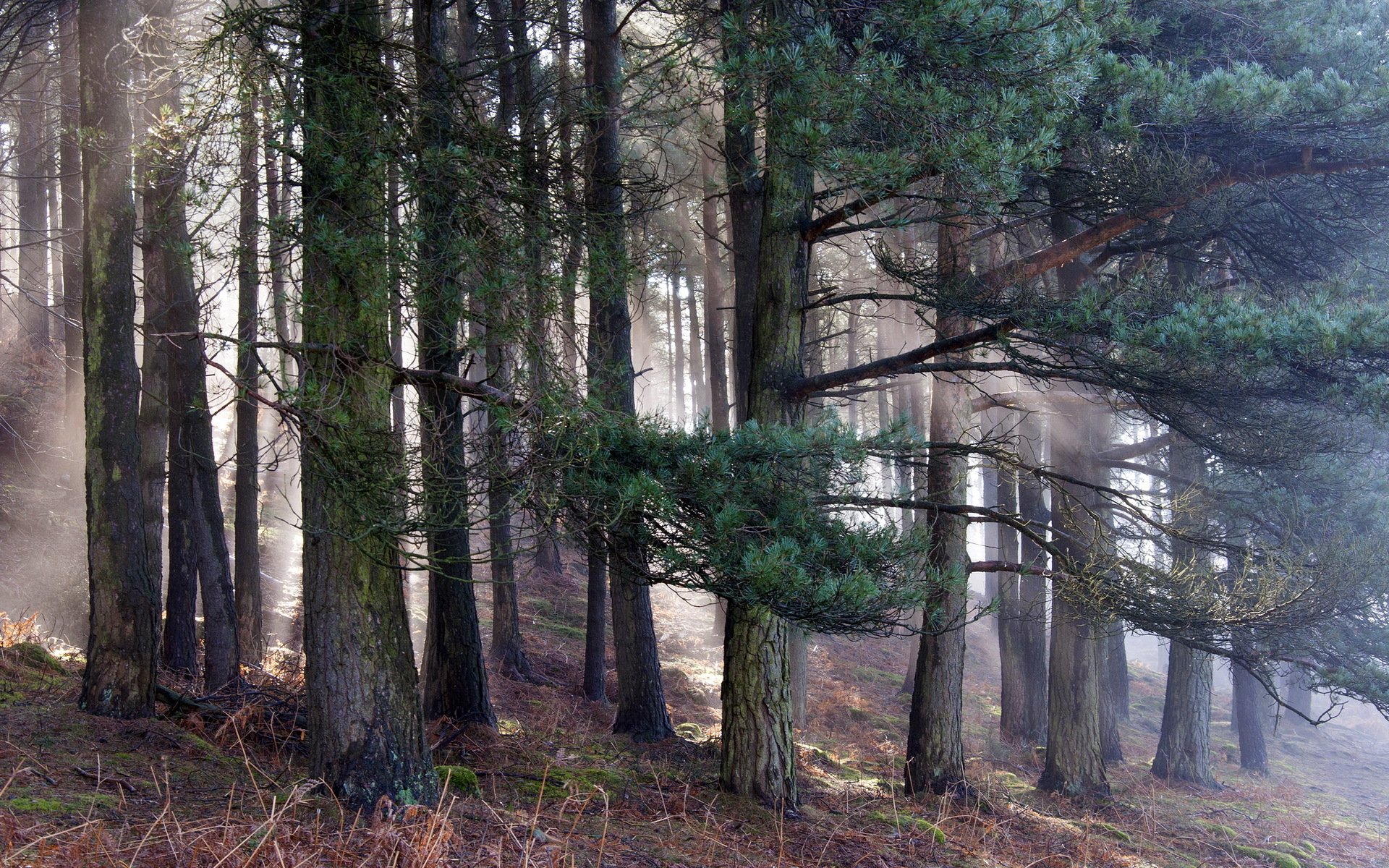 forest nature morning