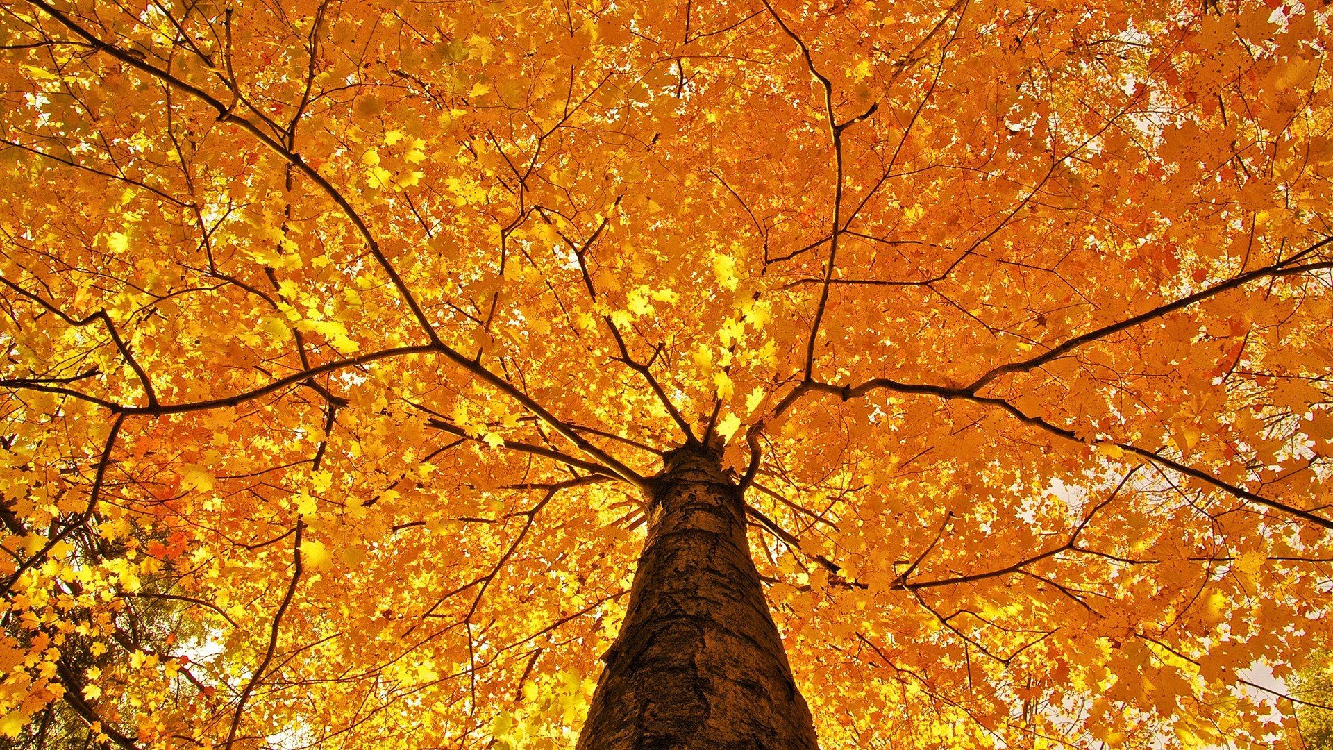 arbre automne joliment