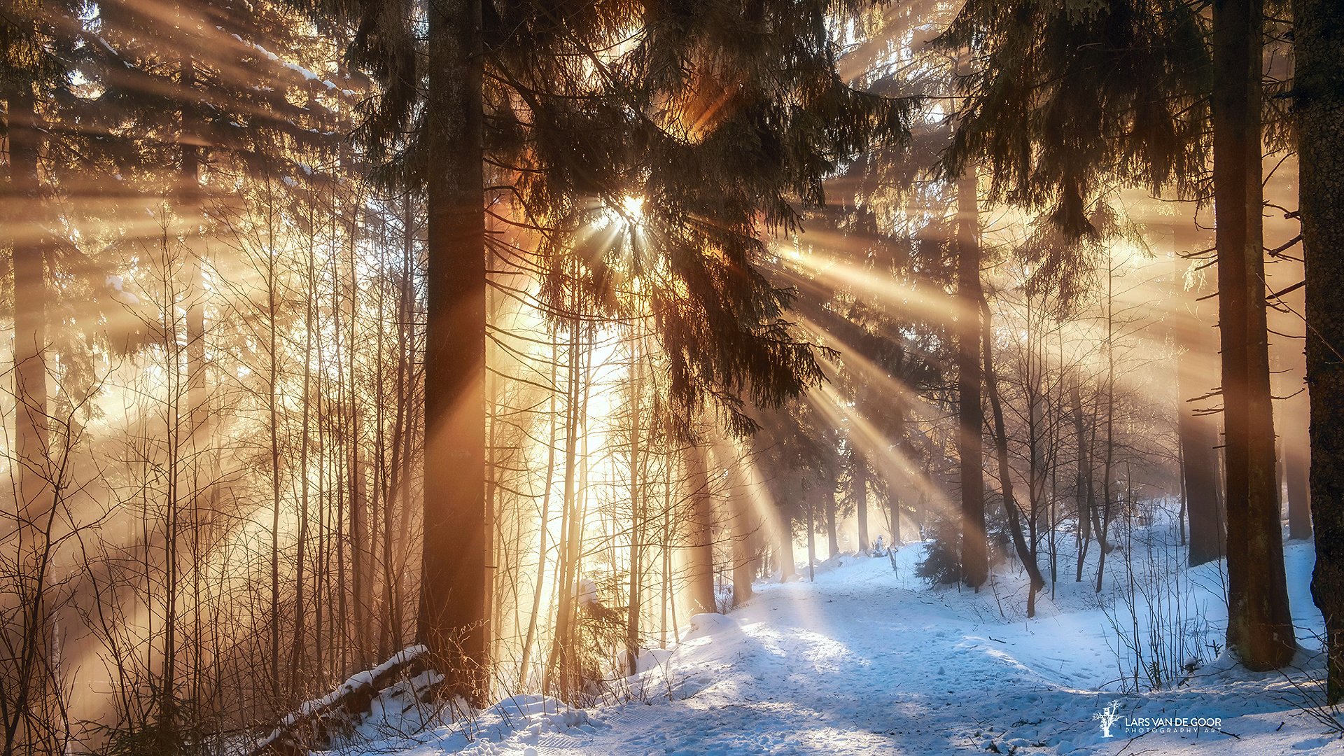 alemania invierno febrero bosque ramas sol rayos luz sendero nieve