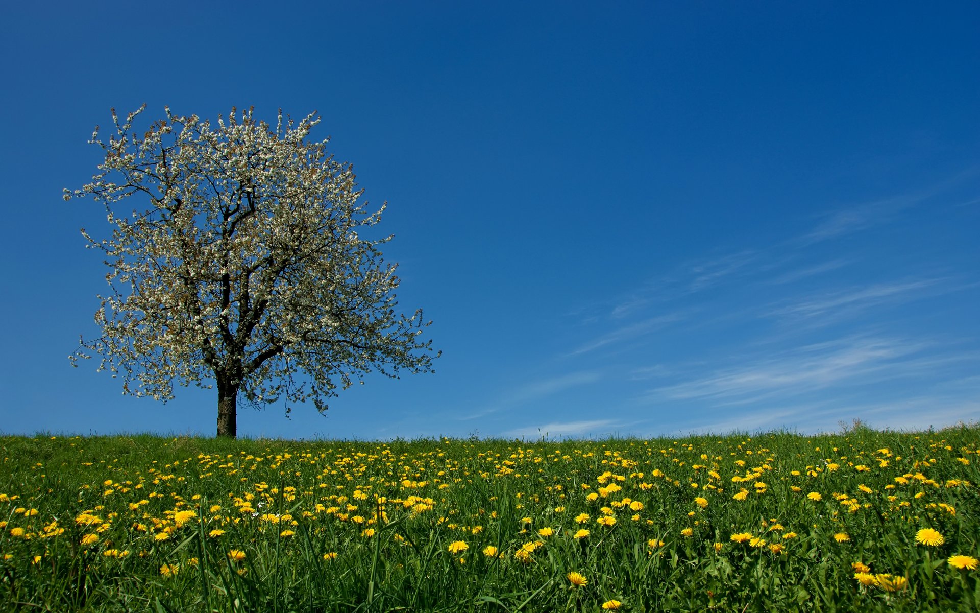 himmel wiese gras blumen löwenzahn baum frühling