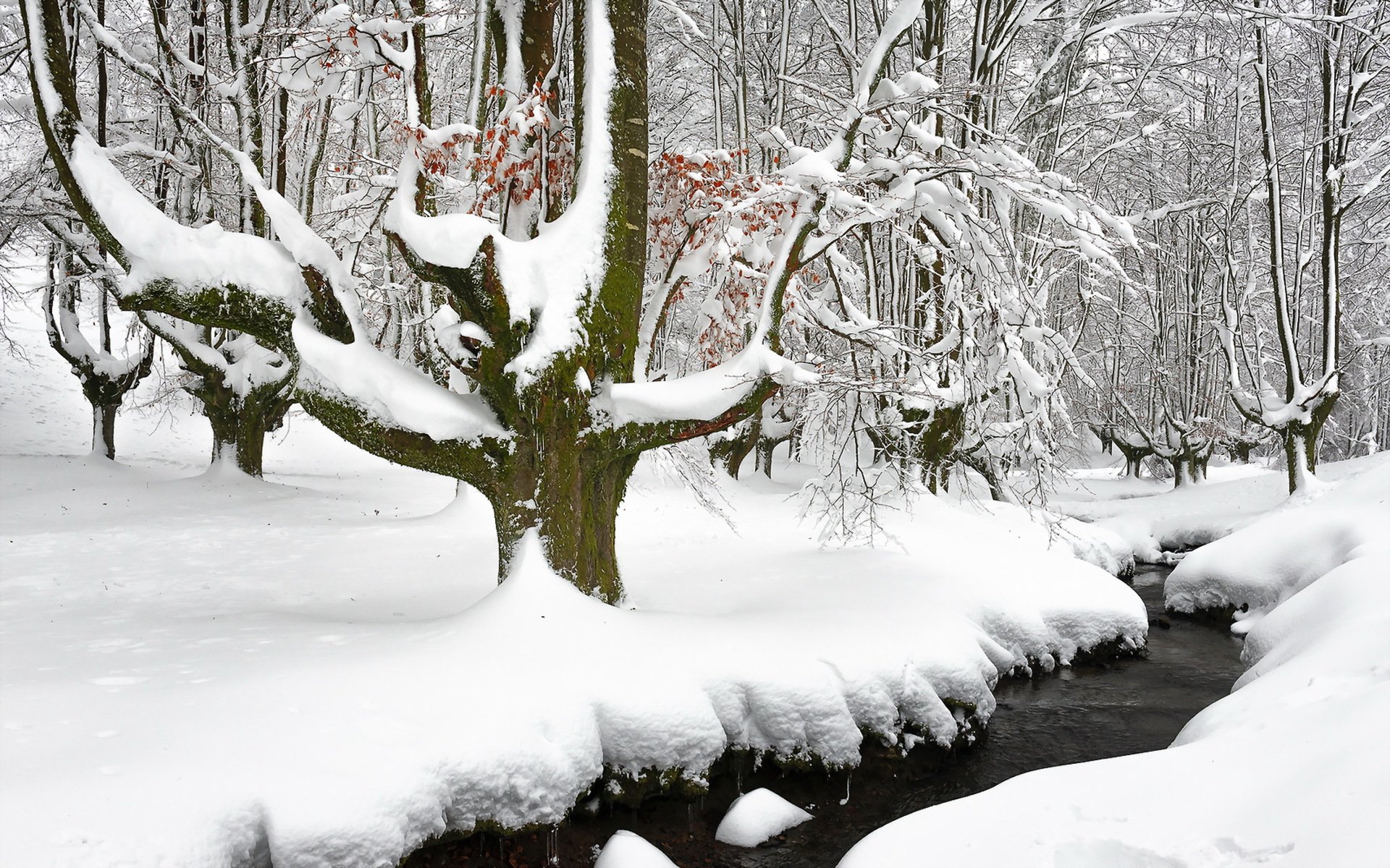 winter river forest snow nature