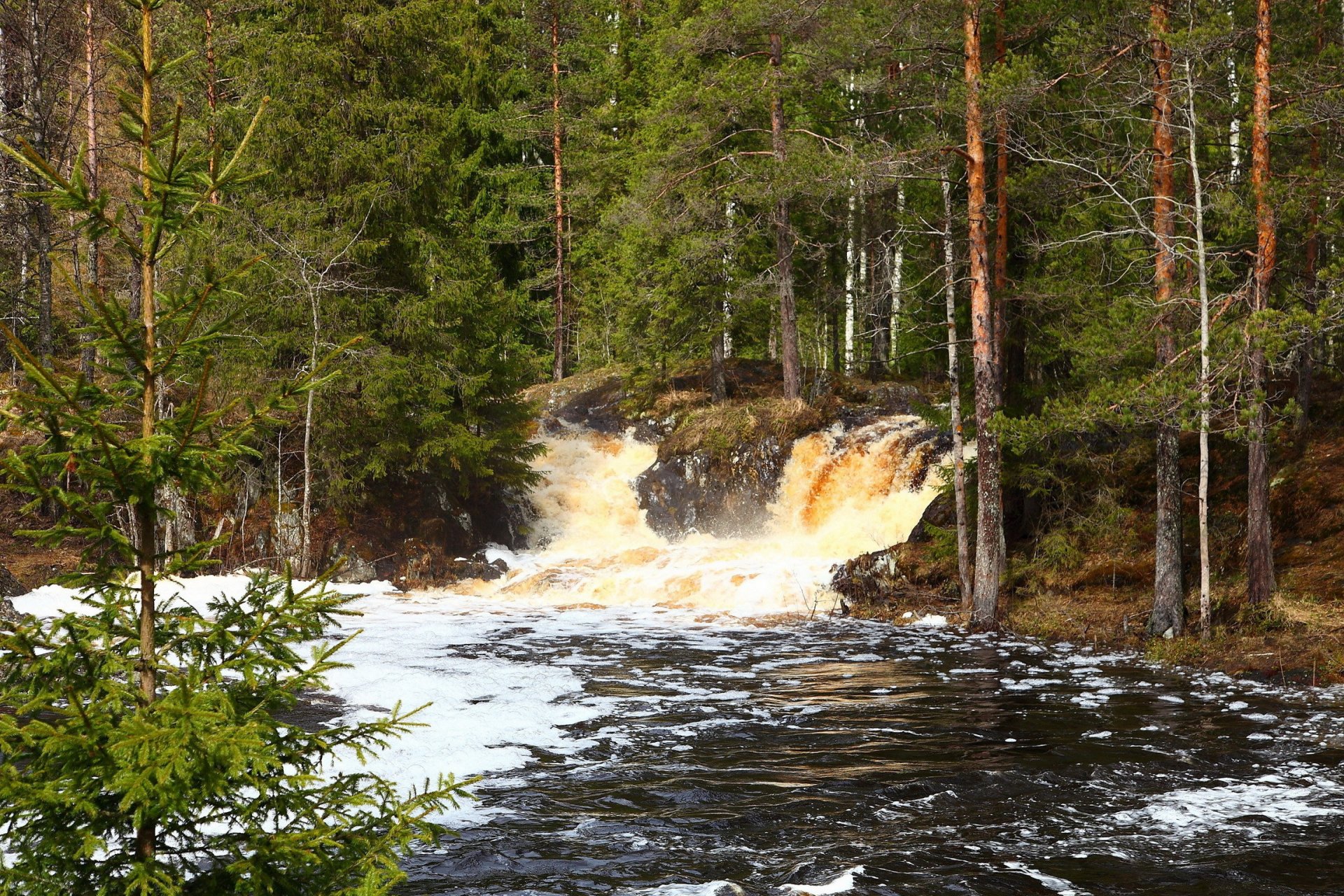 forest river feed waterfall foam