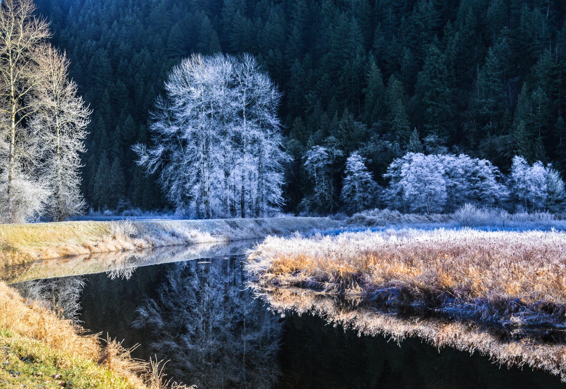 río invierno escarcha árboles