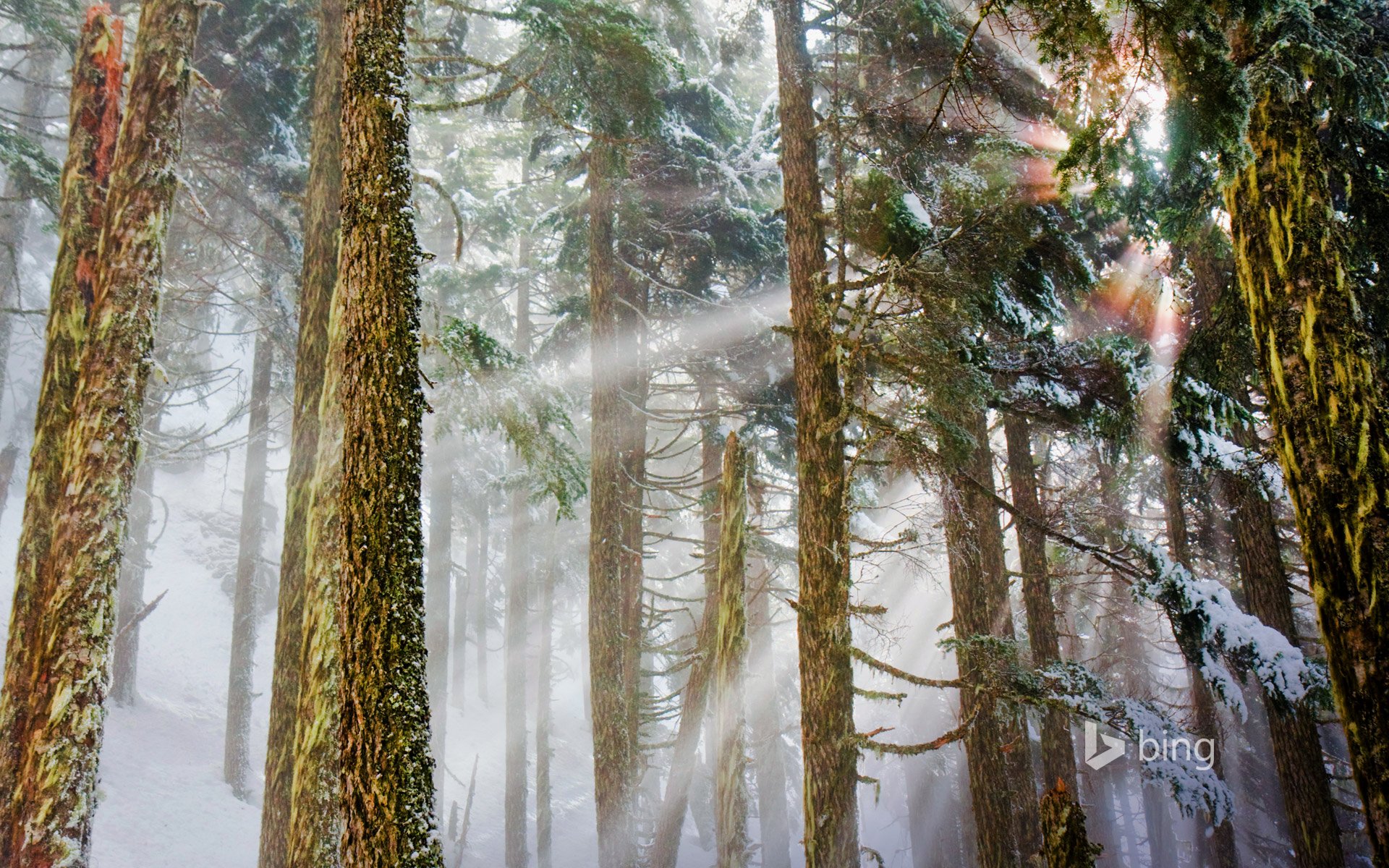 monte baker snoqualmie reserva nacional washington estados unidos bosque pinos invierno luz rayos