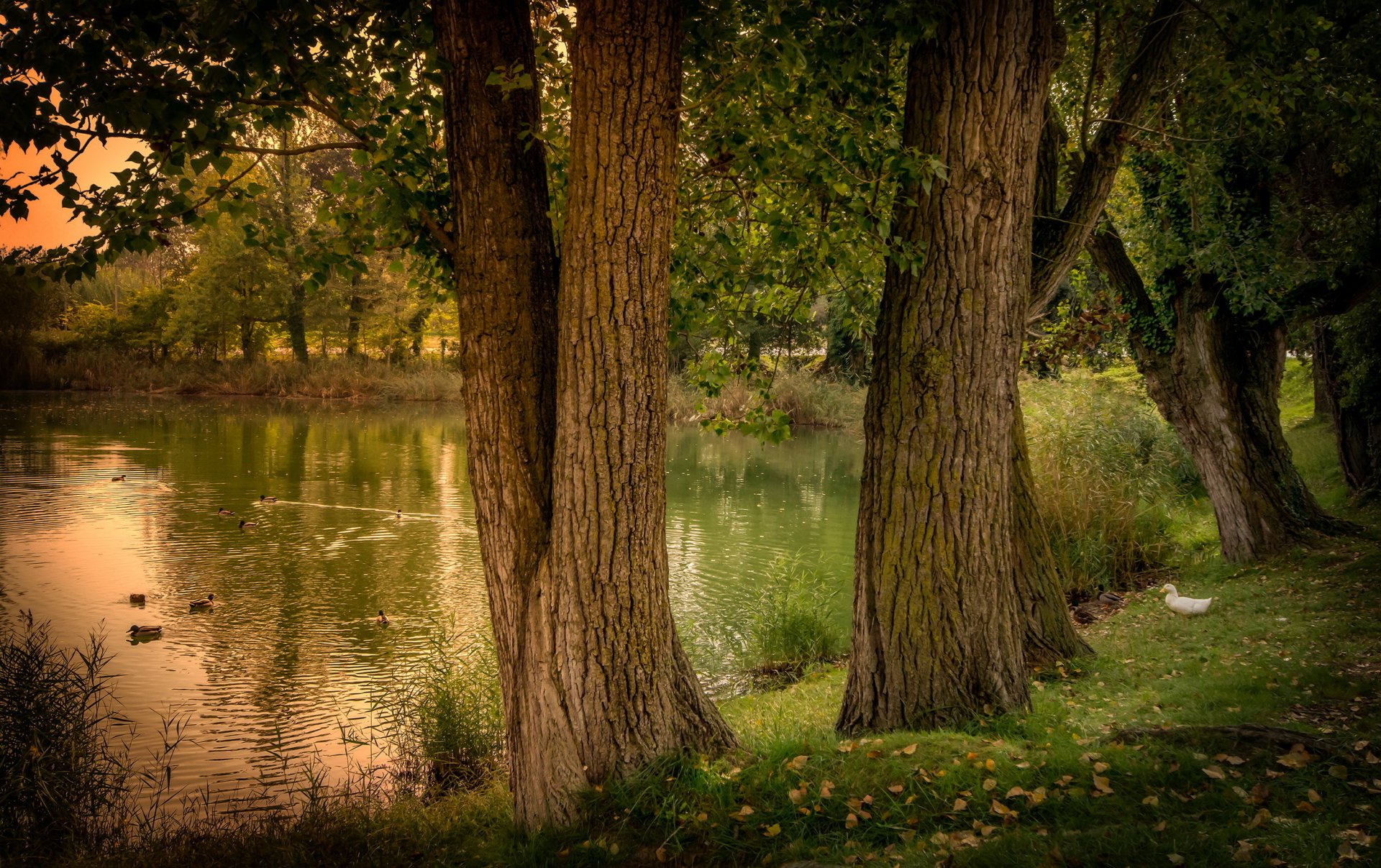 staw hiszpania gerona natura drzewa kaczki las