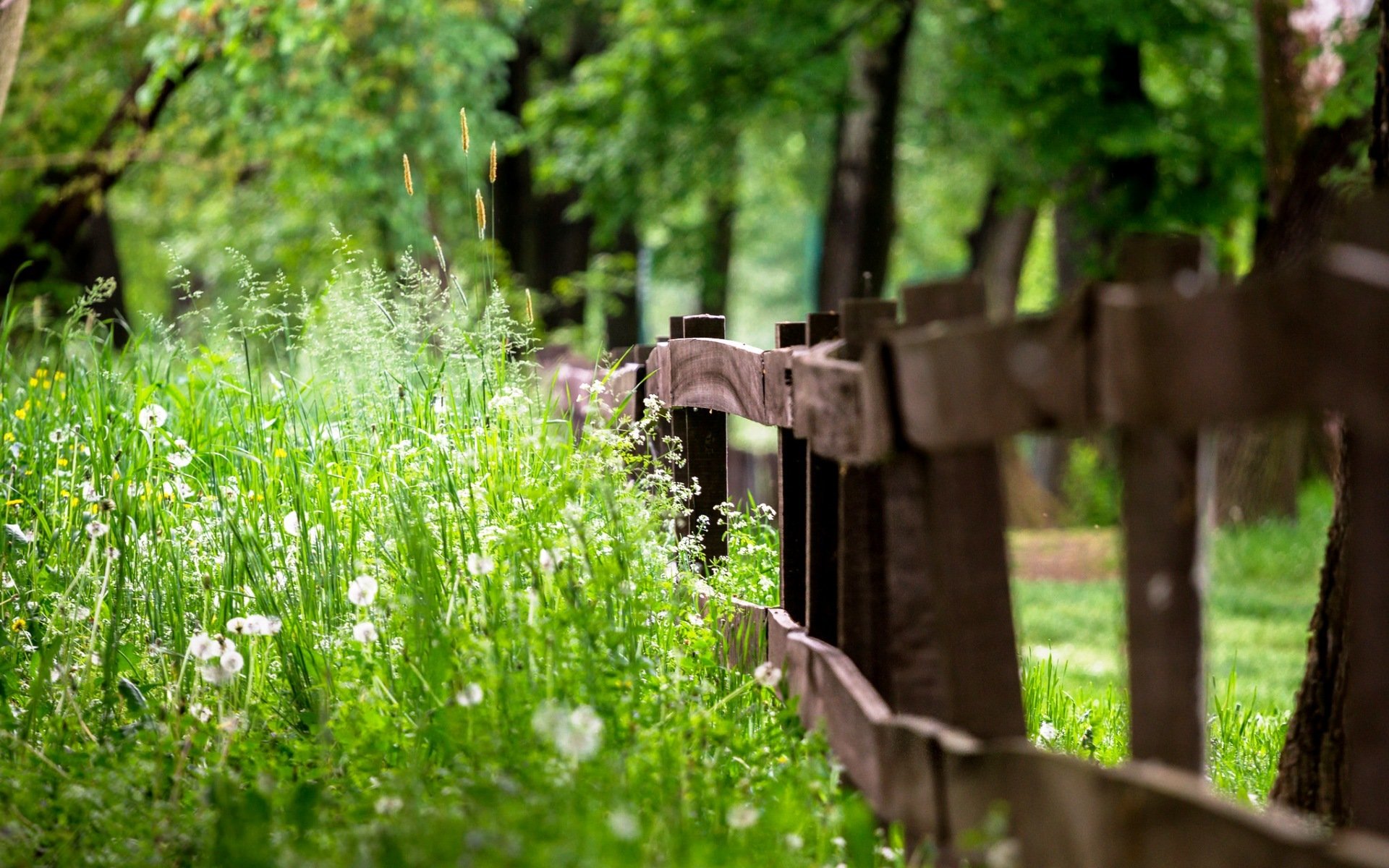 clôture herbe été