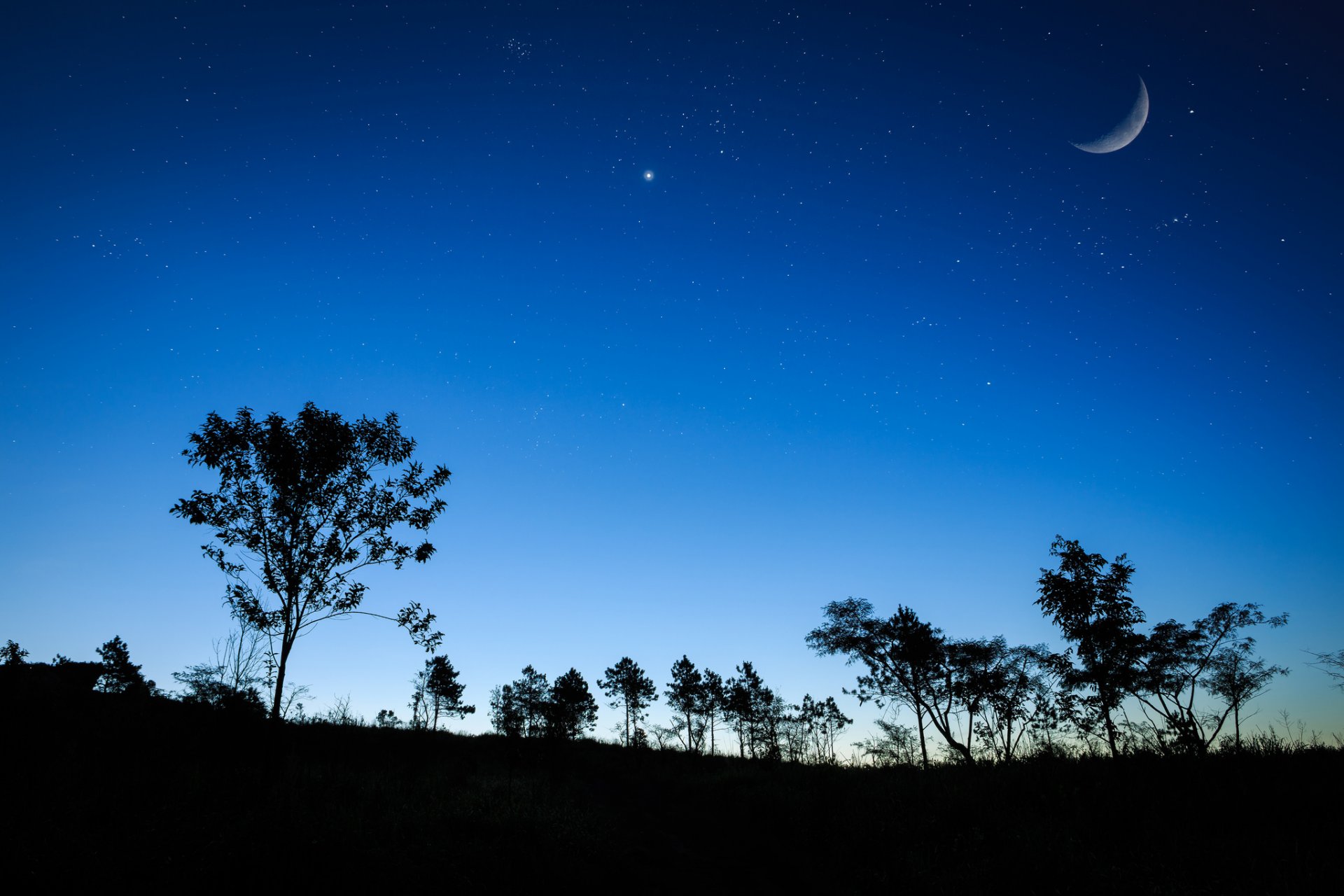 cielo notte stelle luna erba alberi silhouette