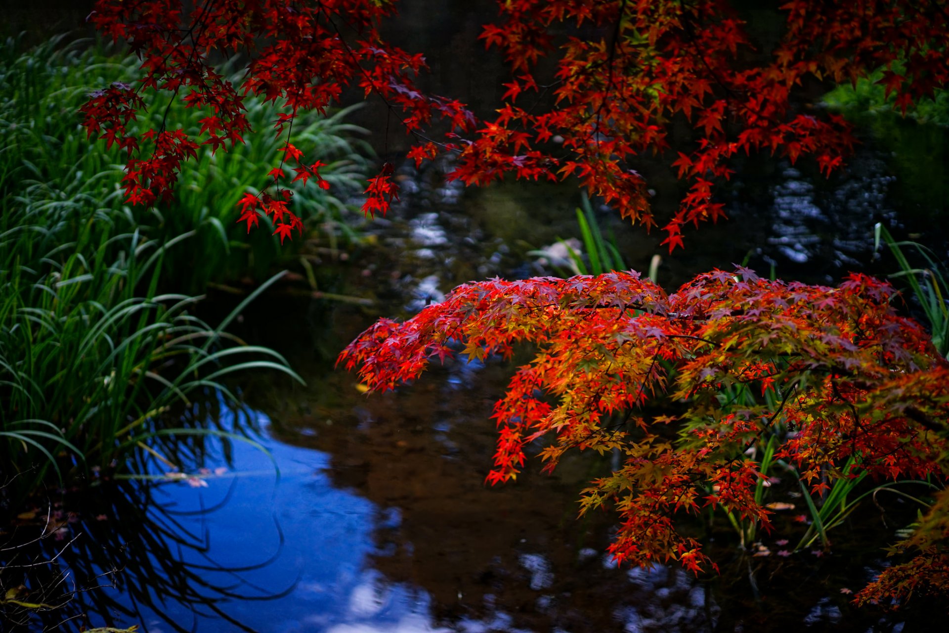 acqua foresta autunno ramo foglie erba