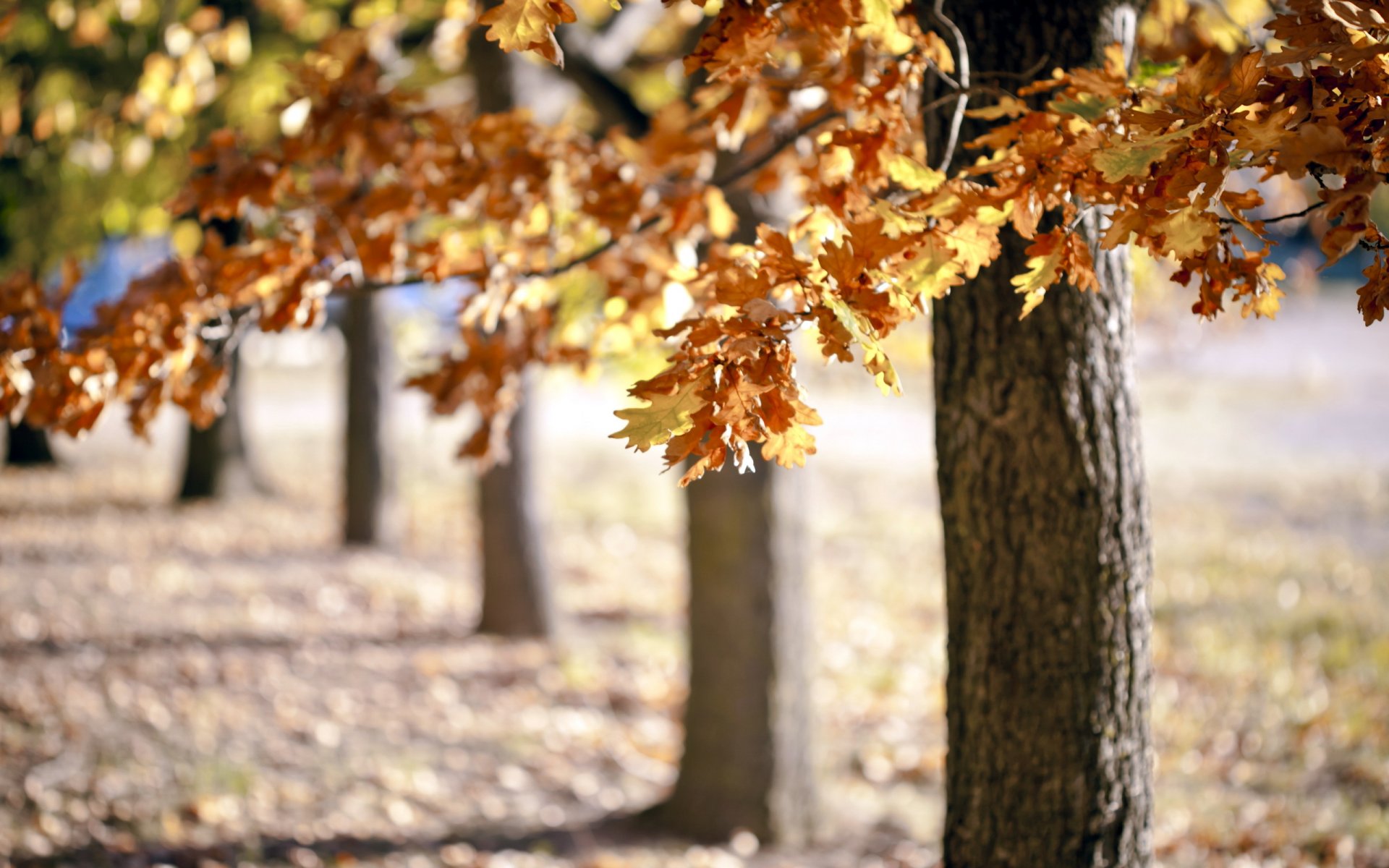 bäume herbst natur