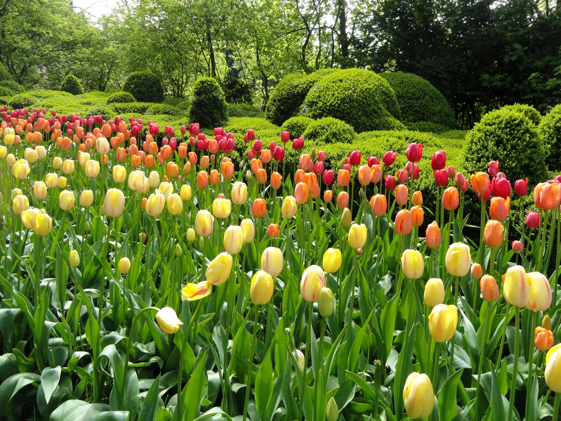 parque jardín macizos de flores flores tulipanes multicolor árboles vegetación