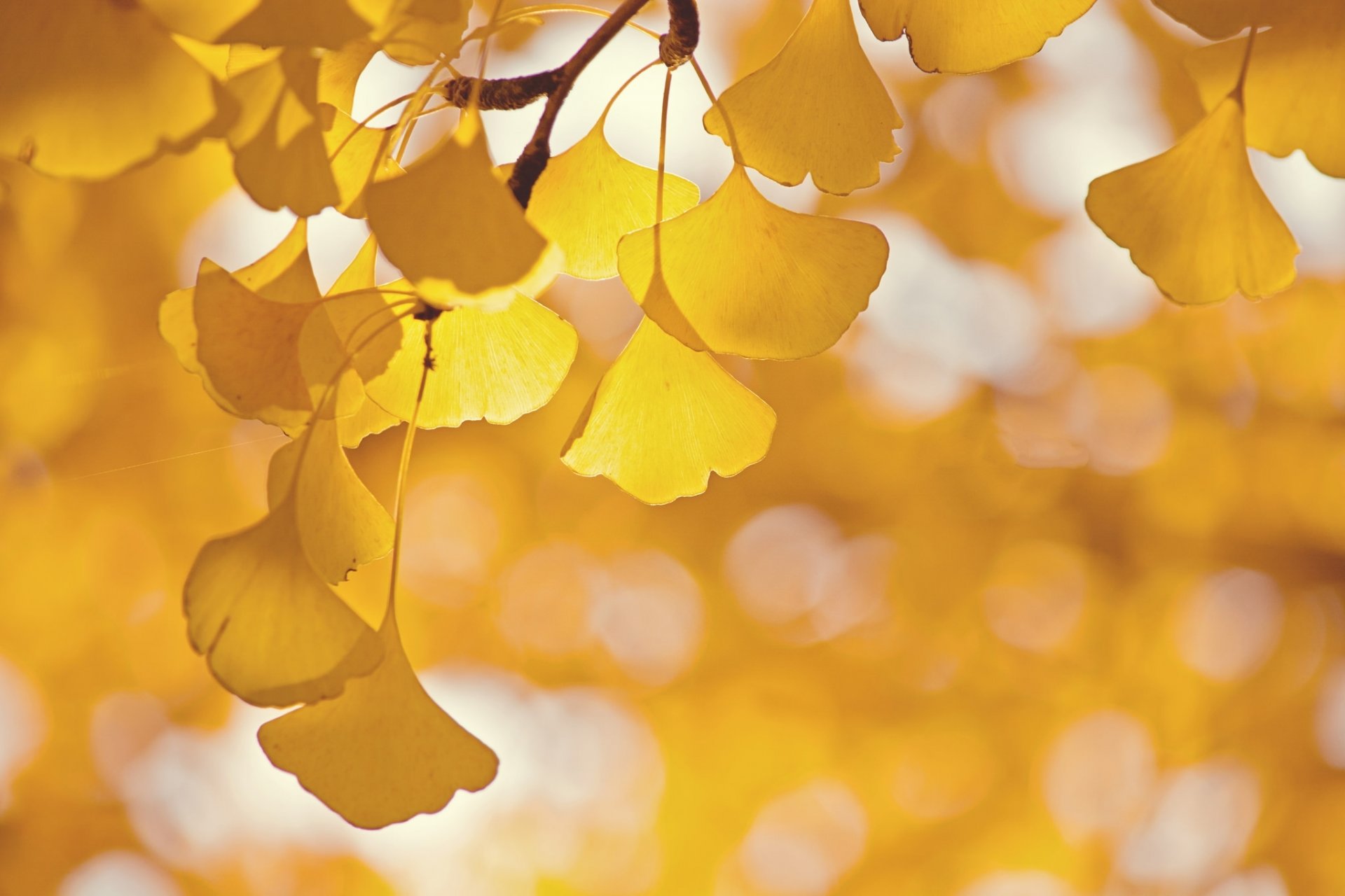 árbol rama hojas ginkgo reflejos