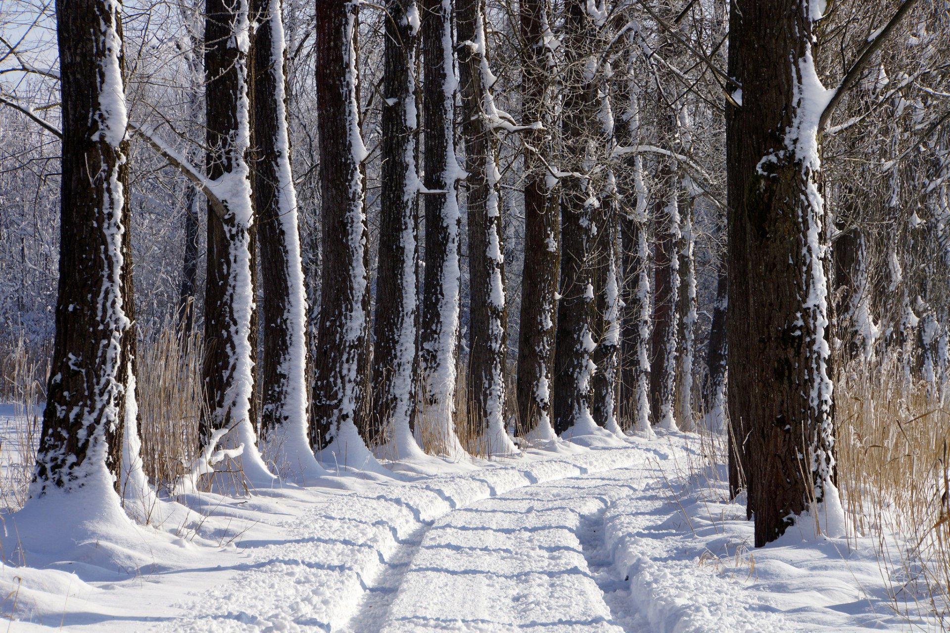 winter snow tree road alley