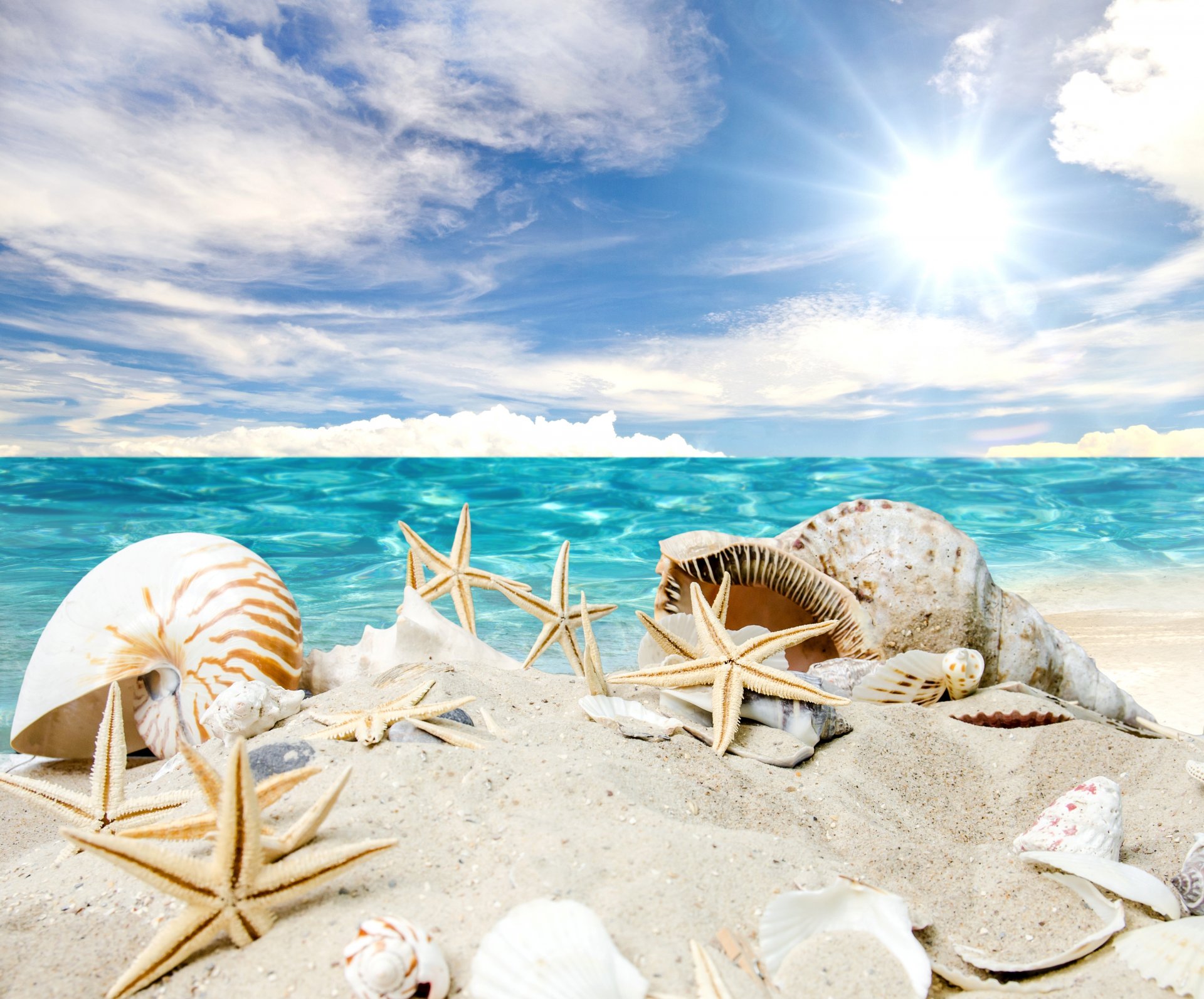 coquillages étoiles de mer plage mer soleil été sable étoiles