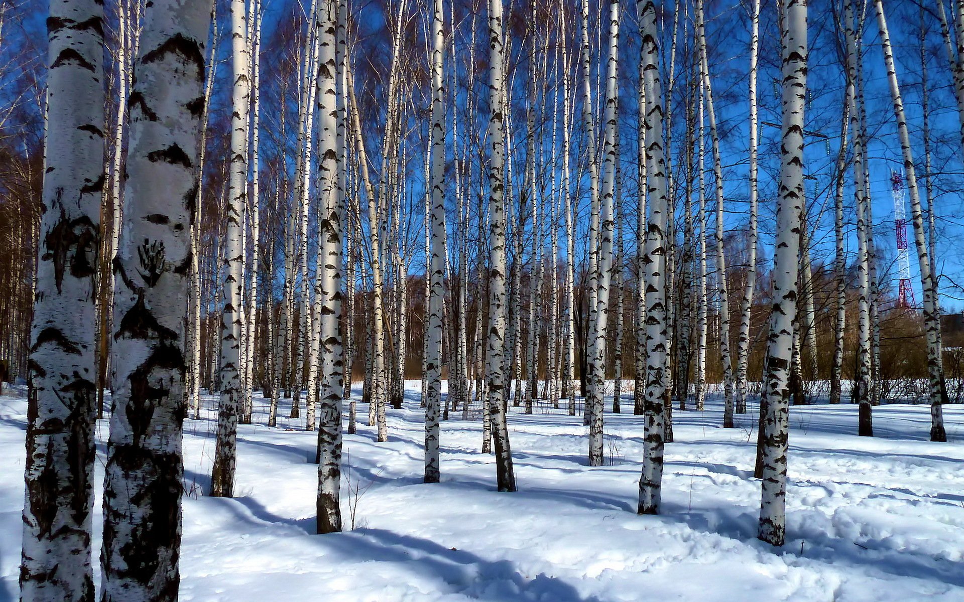 pring branches tree paint beauty sky nature grove light blue snow sun shadow