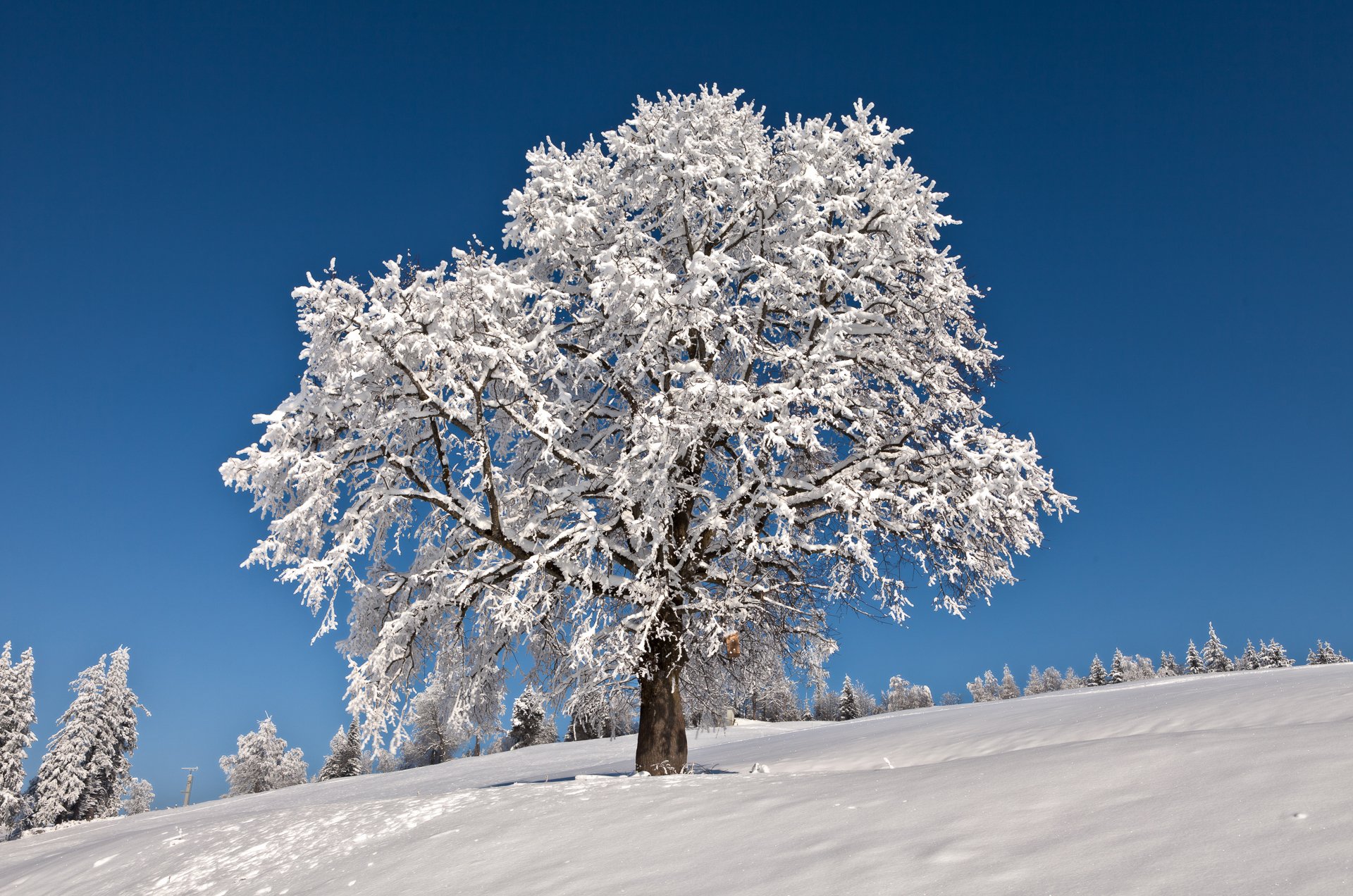 ciel hiver neige arbre givre gel horizon