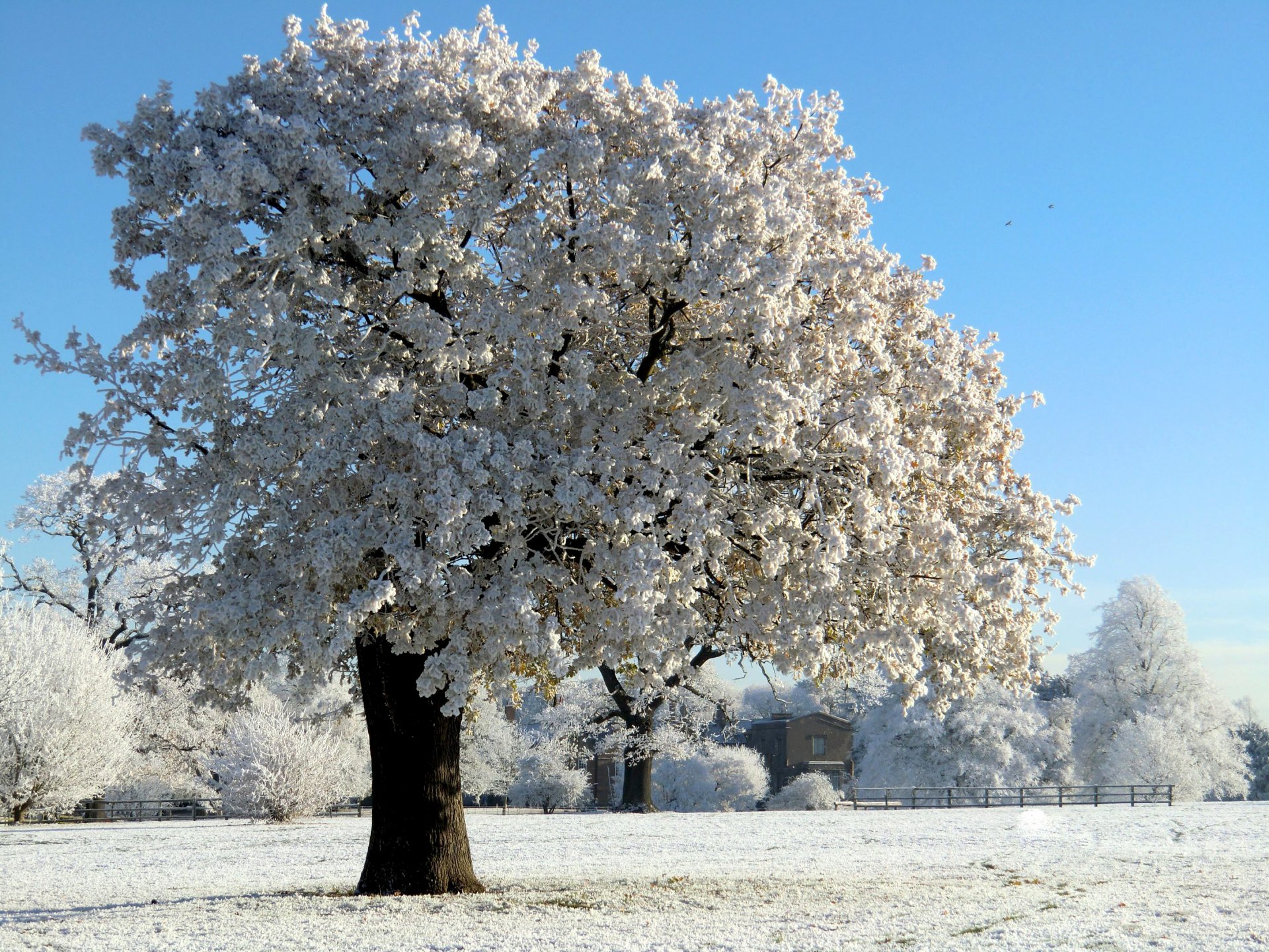 natura zima drewno śnieg szron