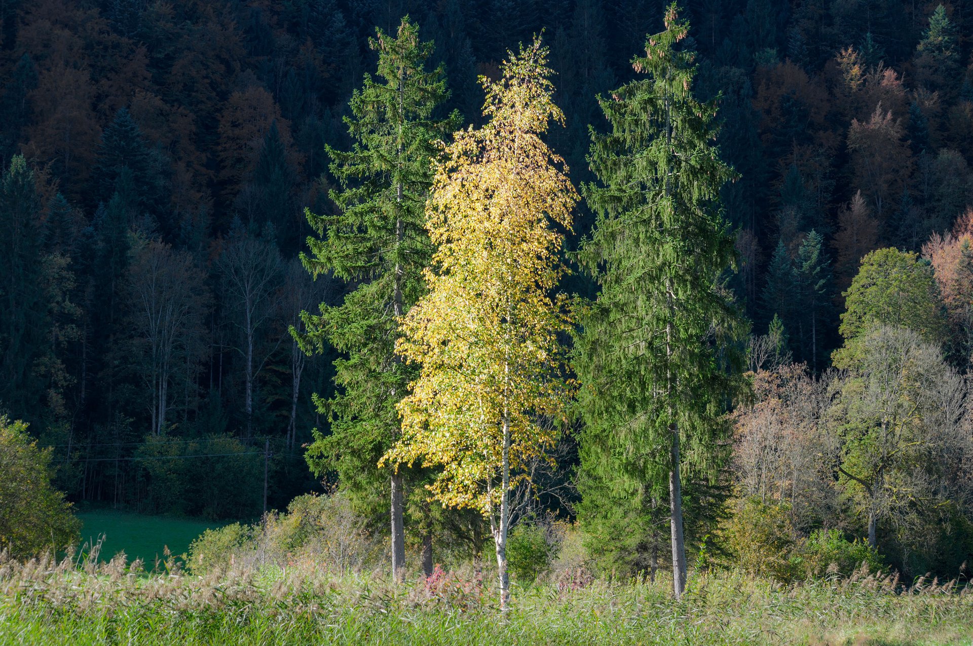 foresta alberi erba autunno