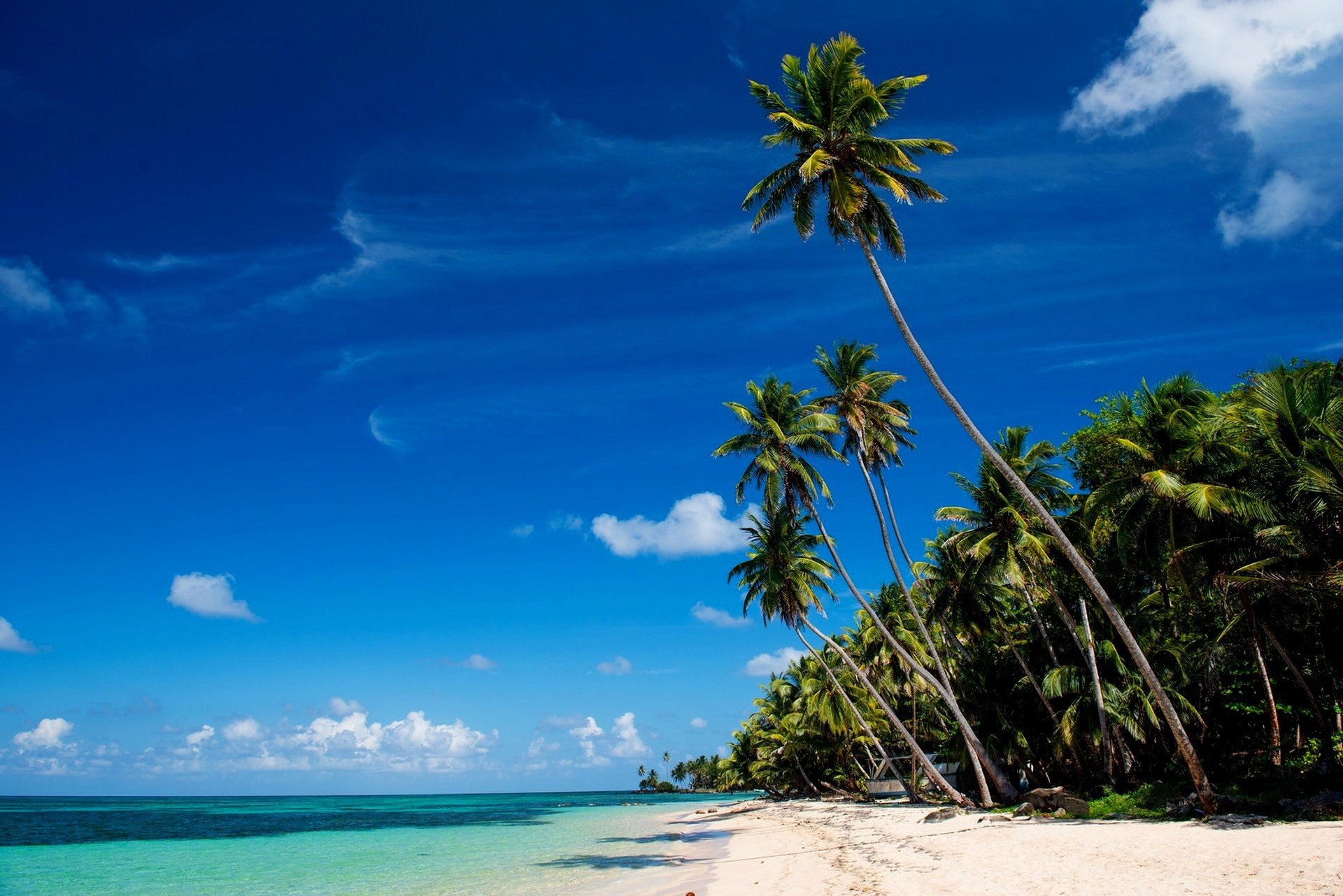 little corn island morze tropiki plaża piasek palmy