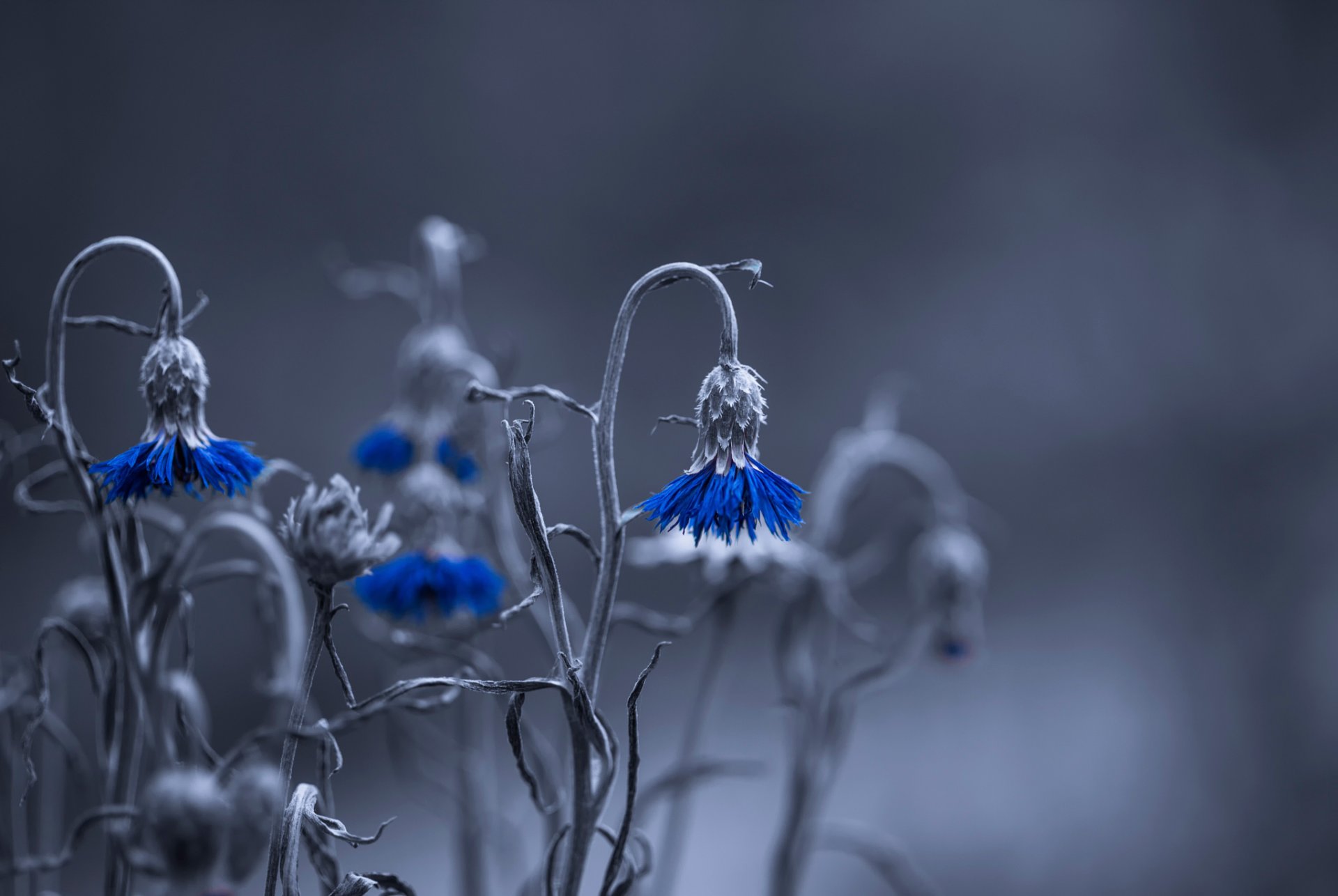 blume feld kornblume bokeh