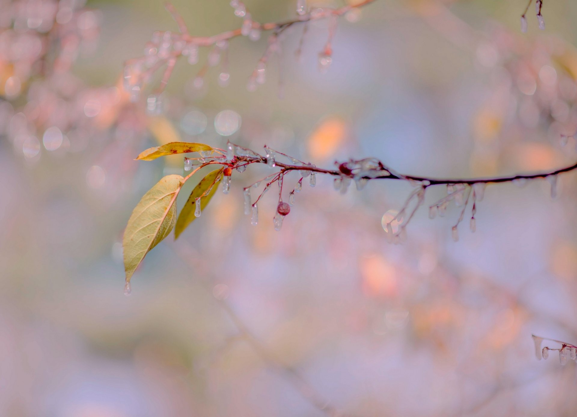 paupières feuilles fruits glaçons gel automne