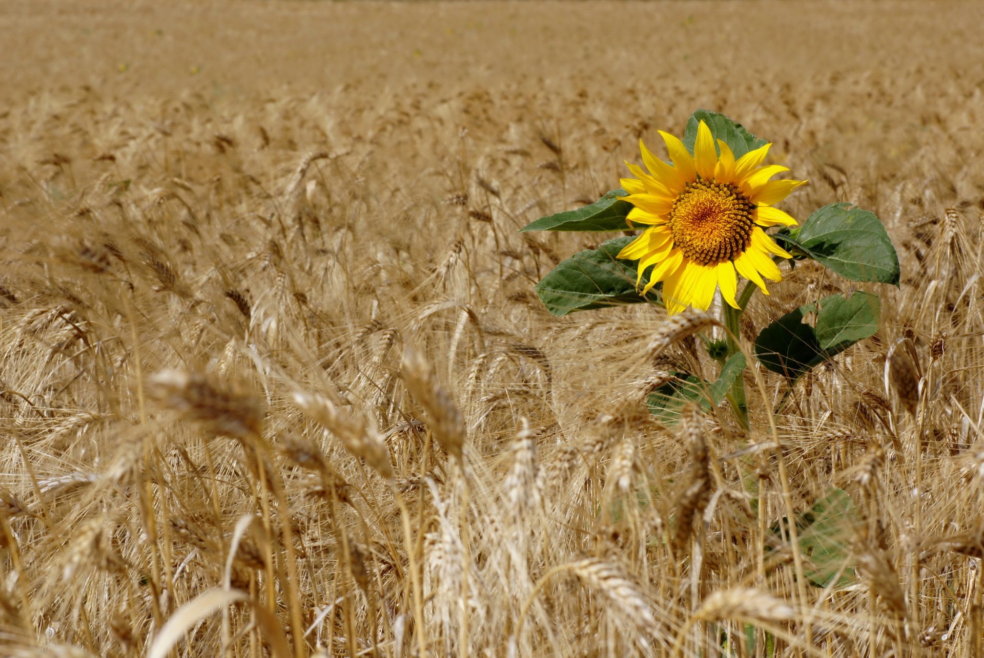 the field ears light morning nature