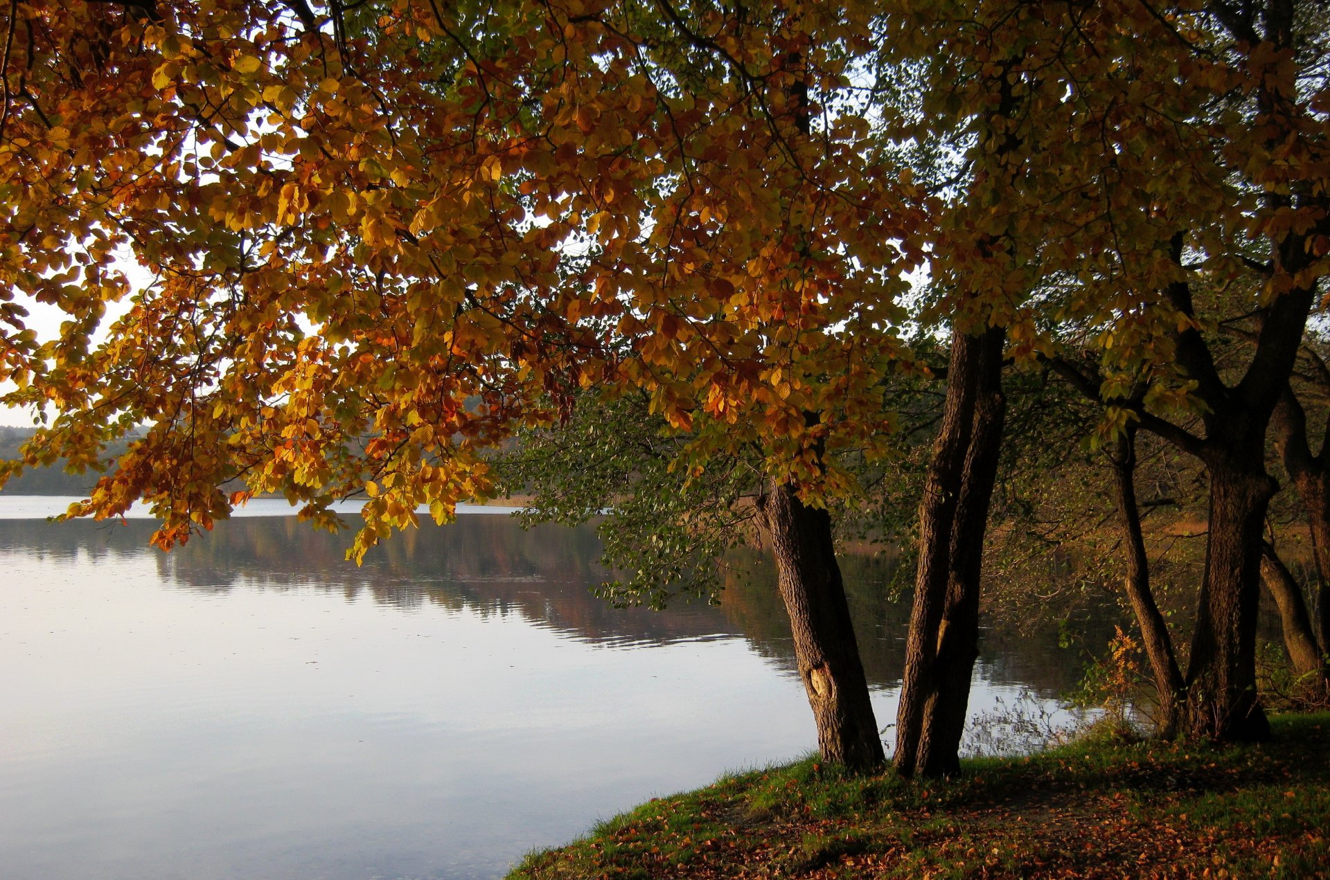 polen marchowo tres charakter