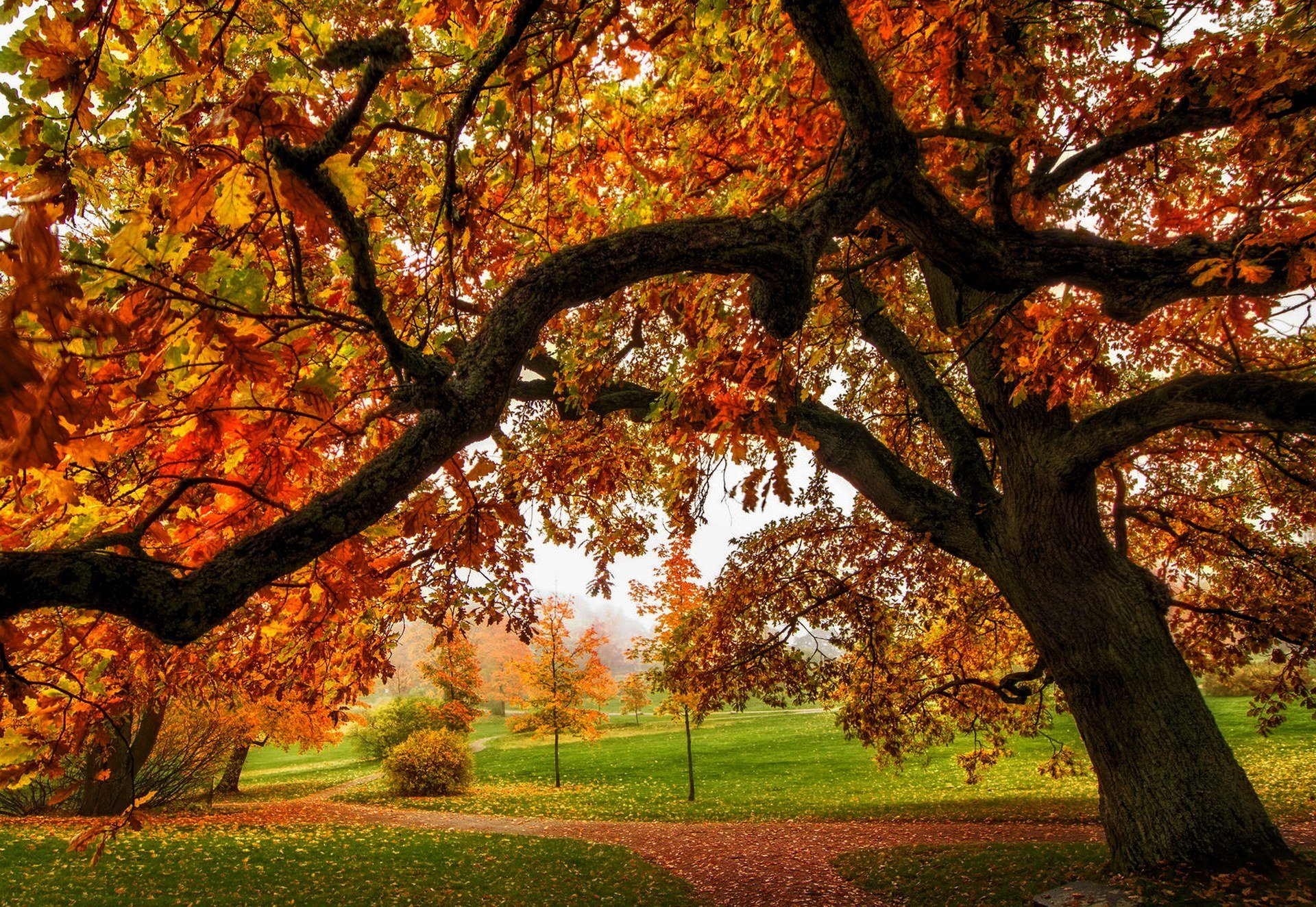 natura foresta parco alberi foglie colorato strada autunno caduta colori passeggiata