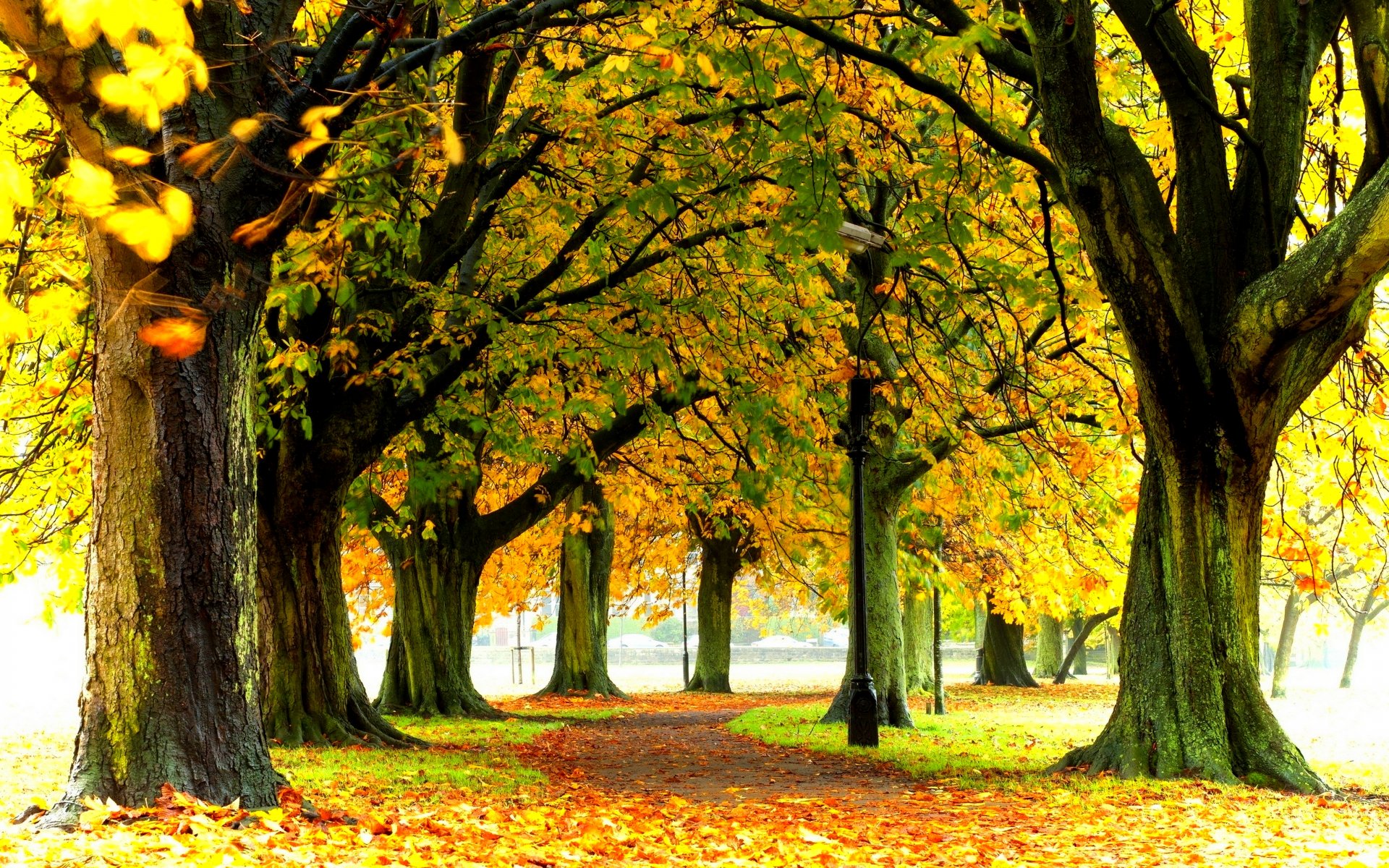 nature forest park trees leaves colorful road autumn fall colors walk