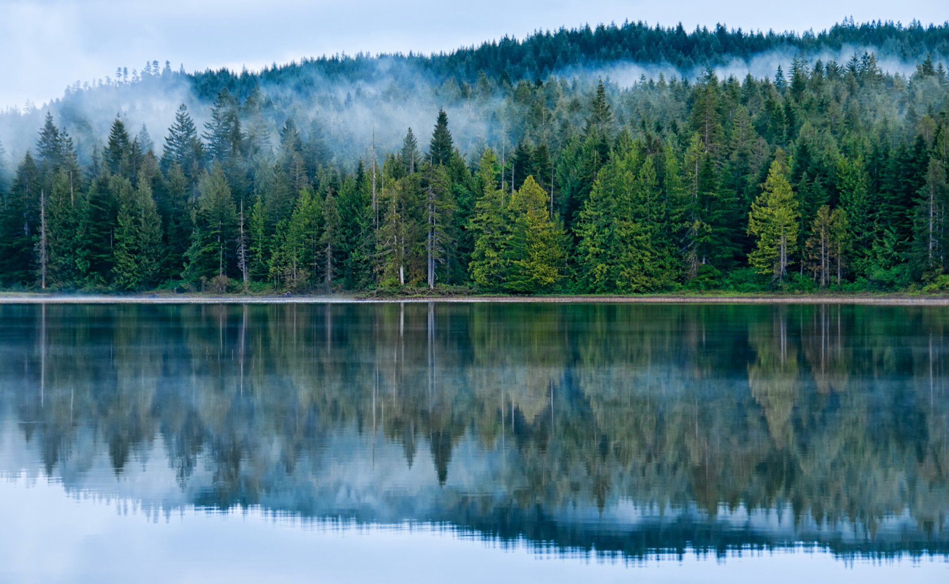 canada forest lake morton british columbia tree fog