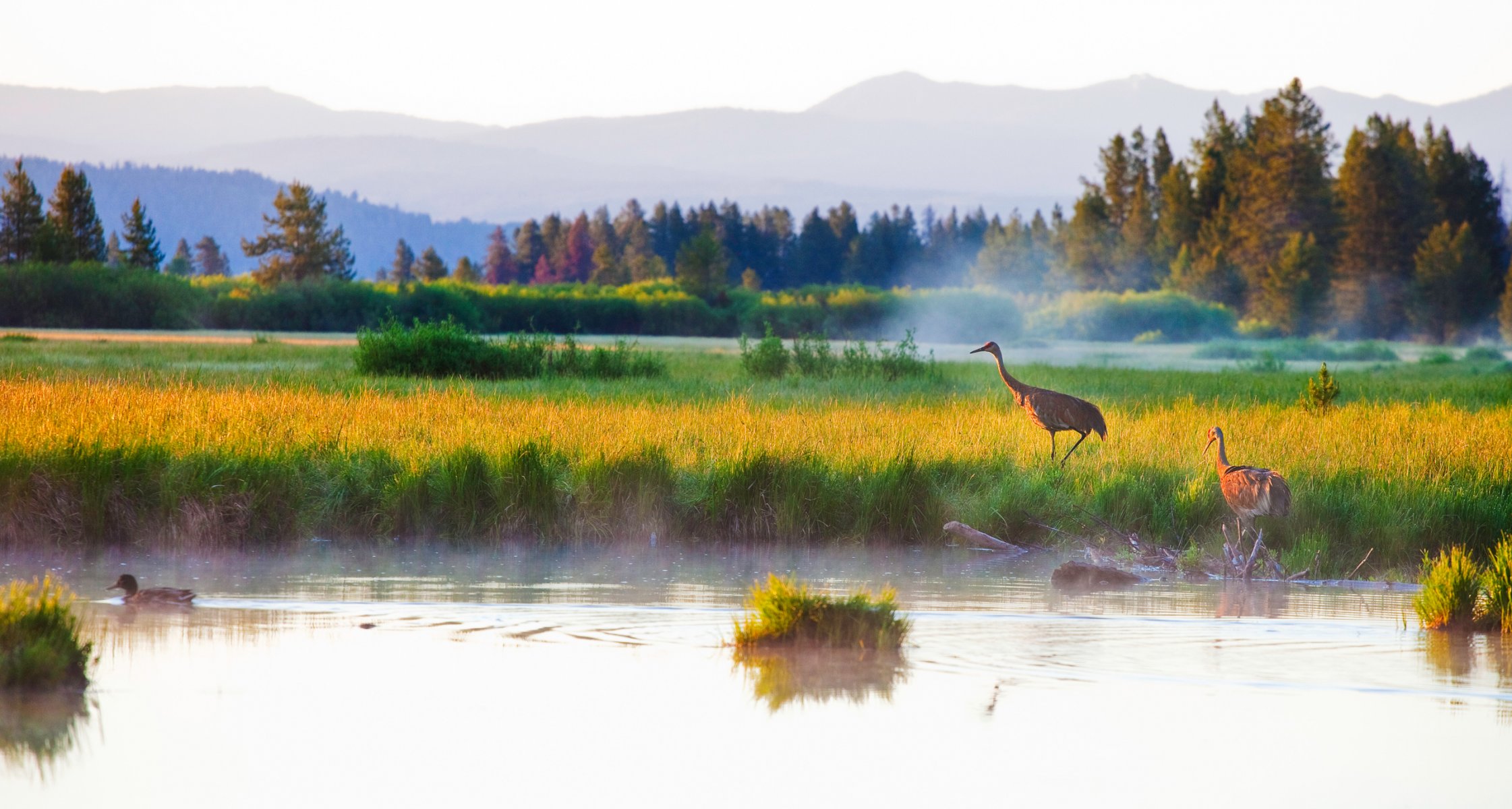 montañas bosque otoño lago garza aves pato hierba niebla