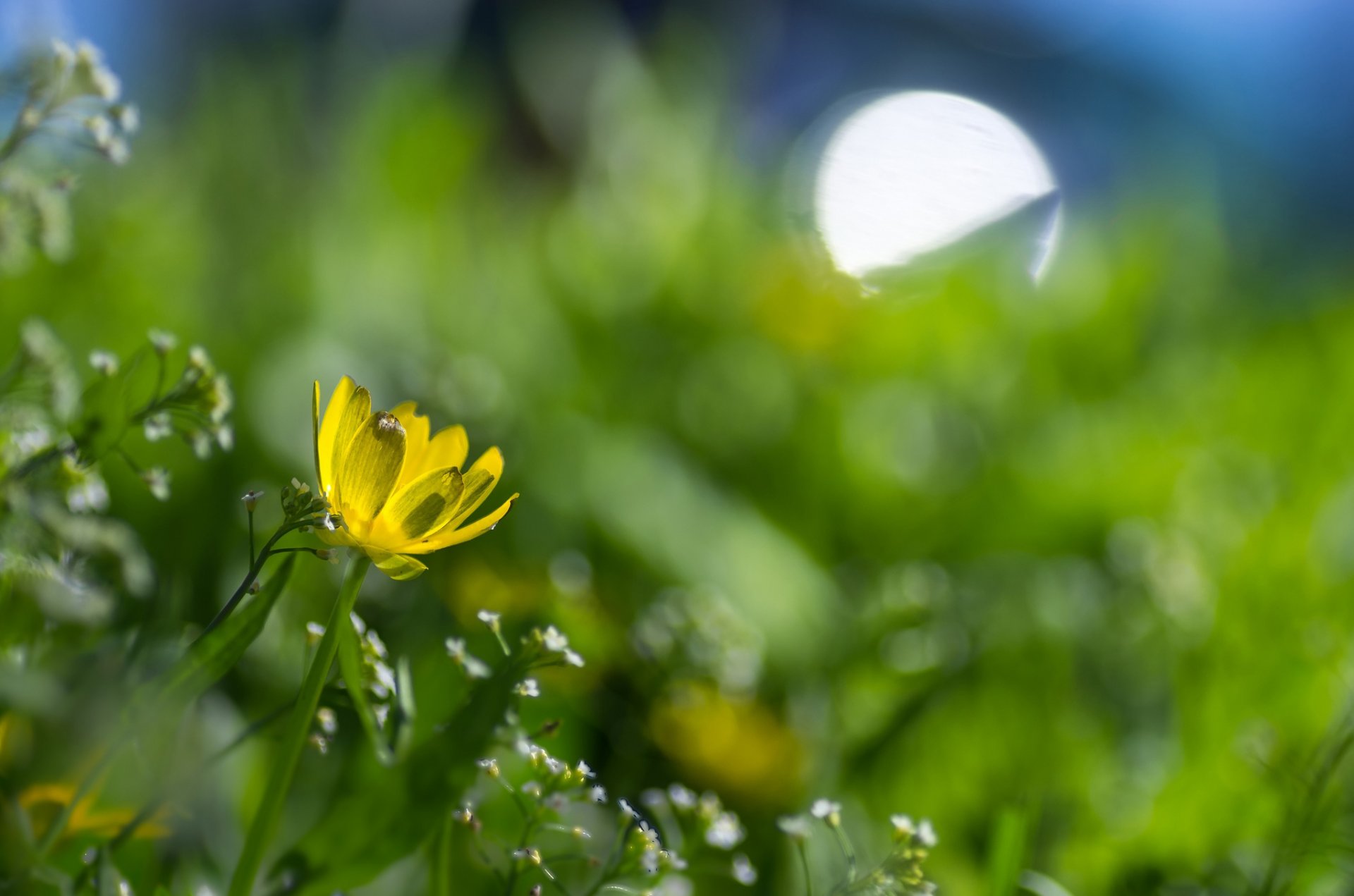 printemps pré fleurs fleur jaune éblouissement