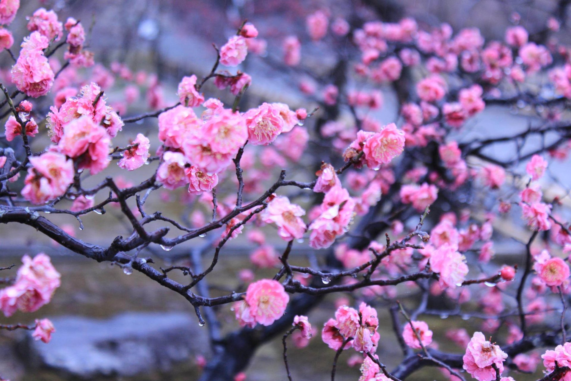 giardino imperiale kyoto giappone primavera fiori gocce acqua