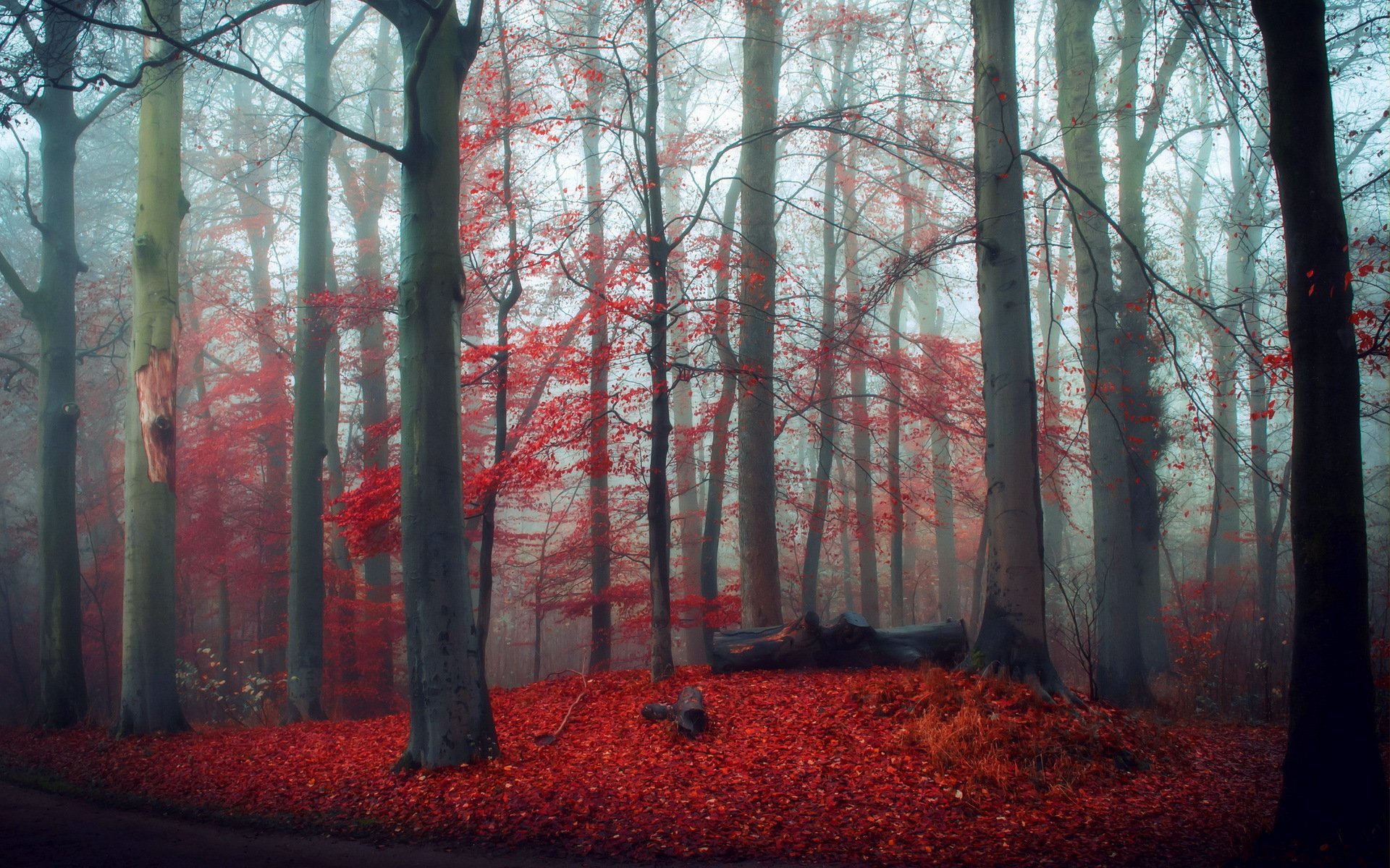 foresta autunno natura