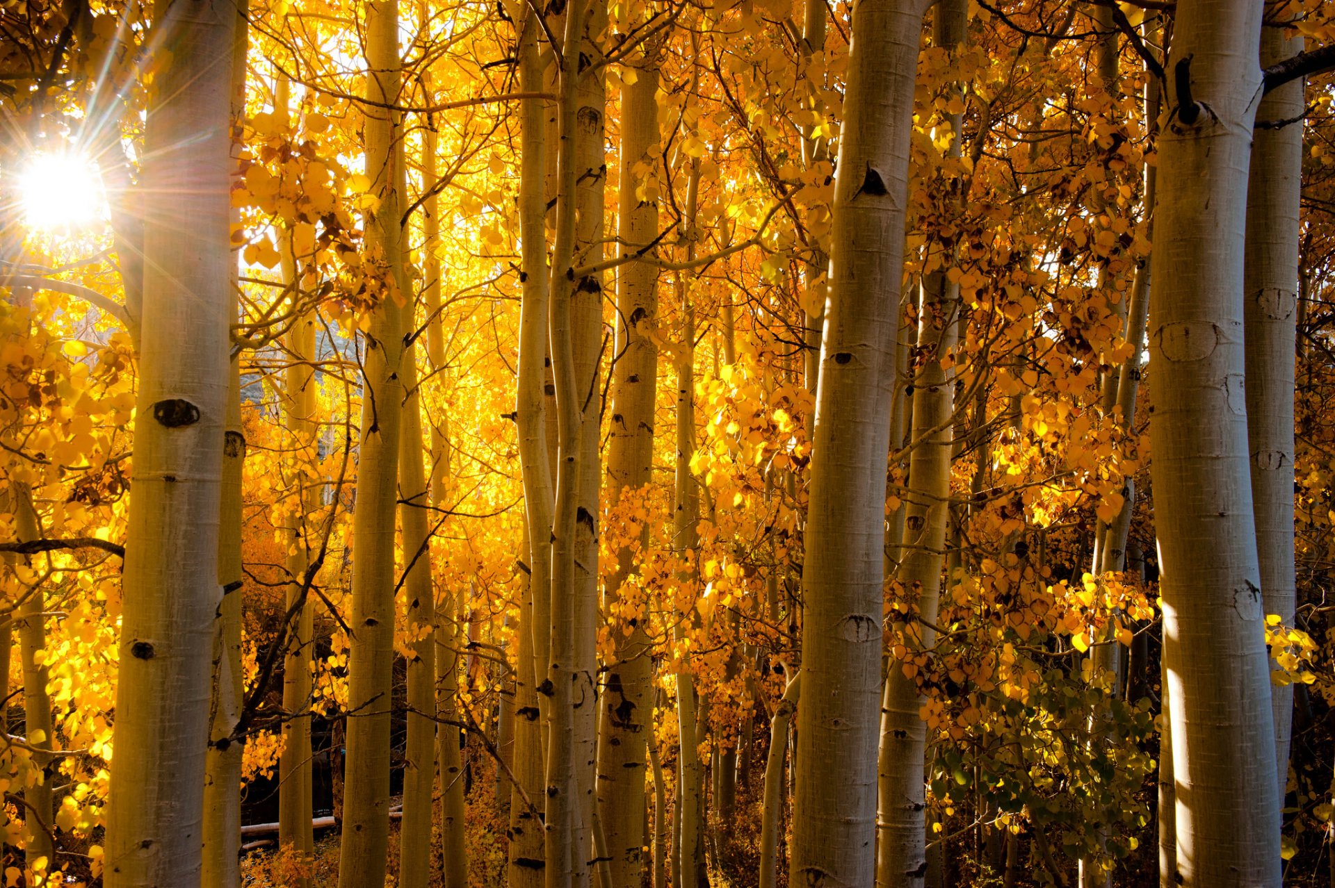 aspen colorado usa forest aspen leaves autumn light rays trunk