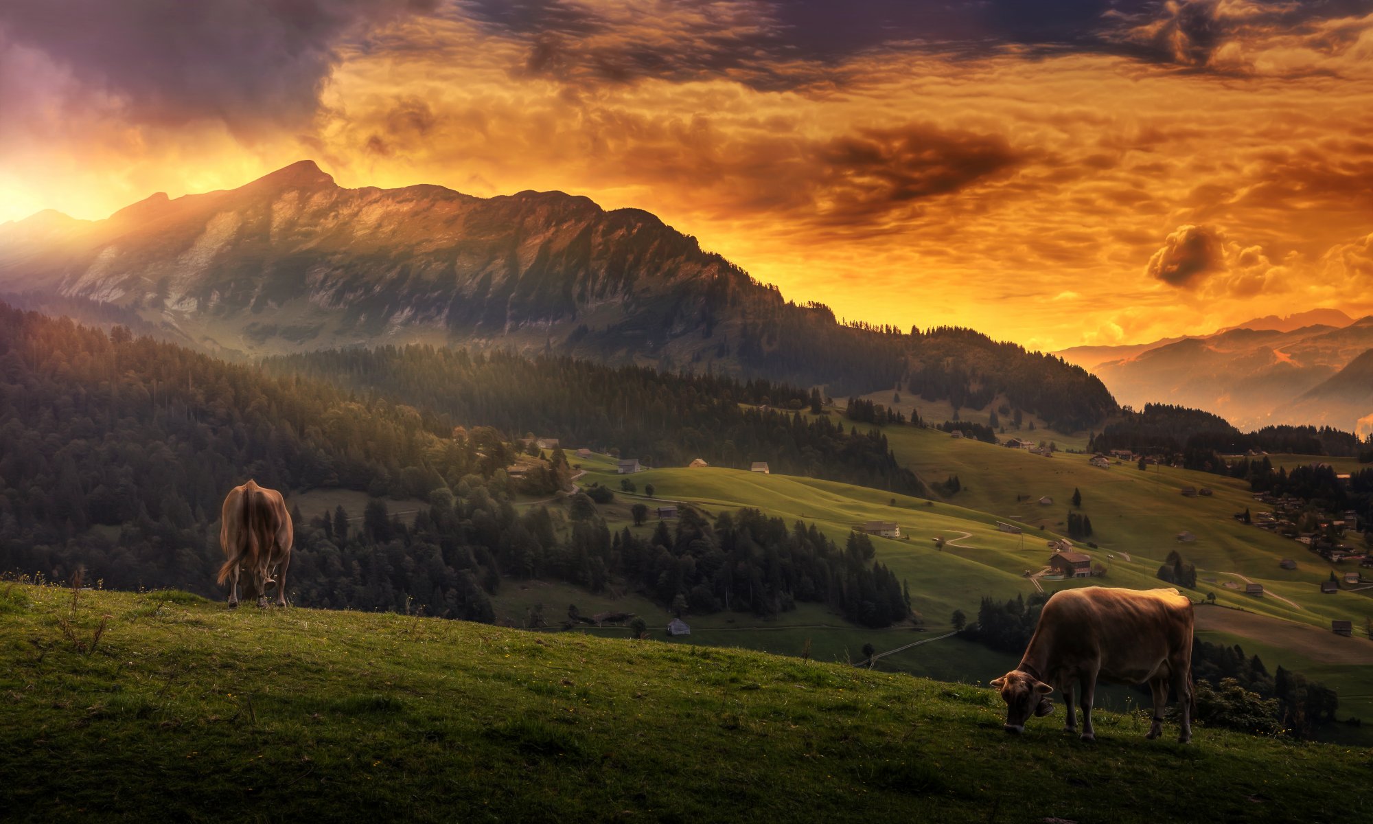 idylle vaches ciel nuages montagnes paysage vue traitement