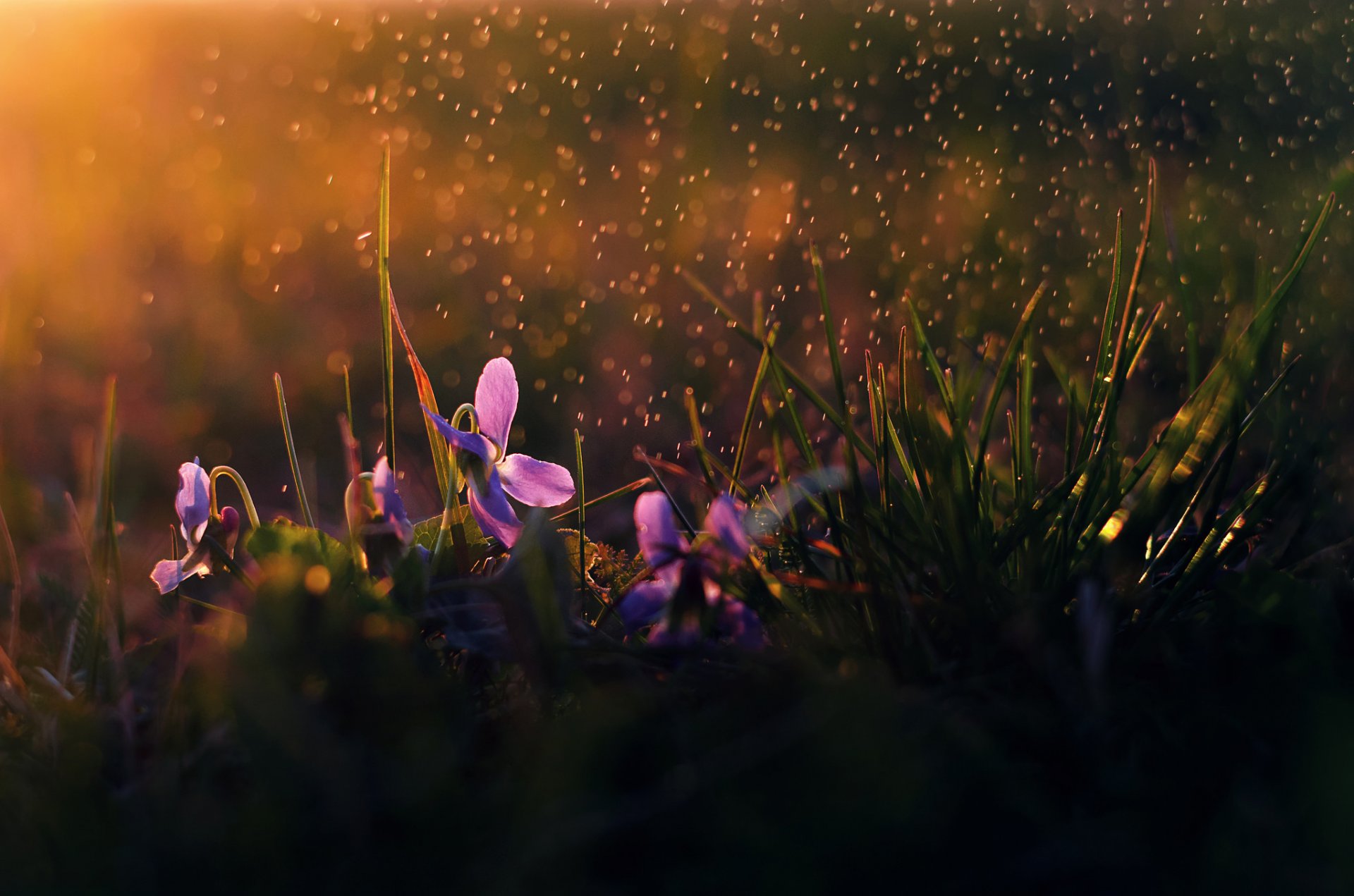 flores lluvia mañana