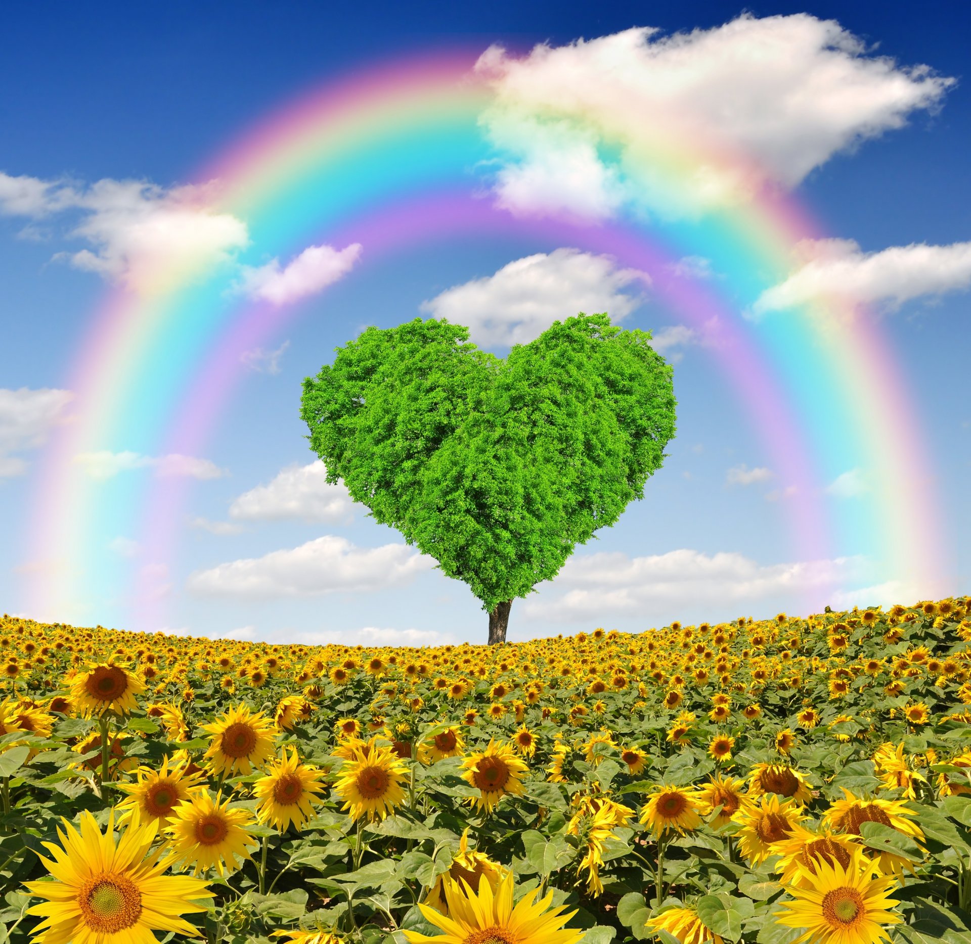 primavera prado campo árbol arco iris amor primavera girasoles corazón