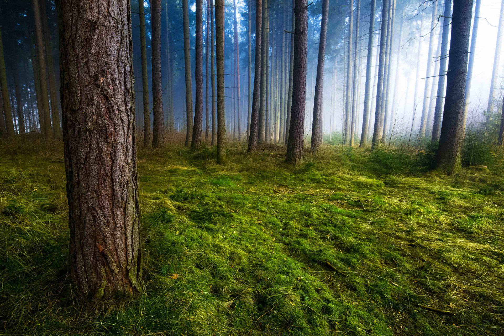 forest tree trunks morning fog moss grass nature