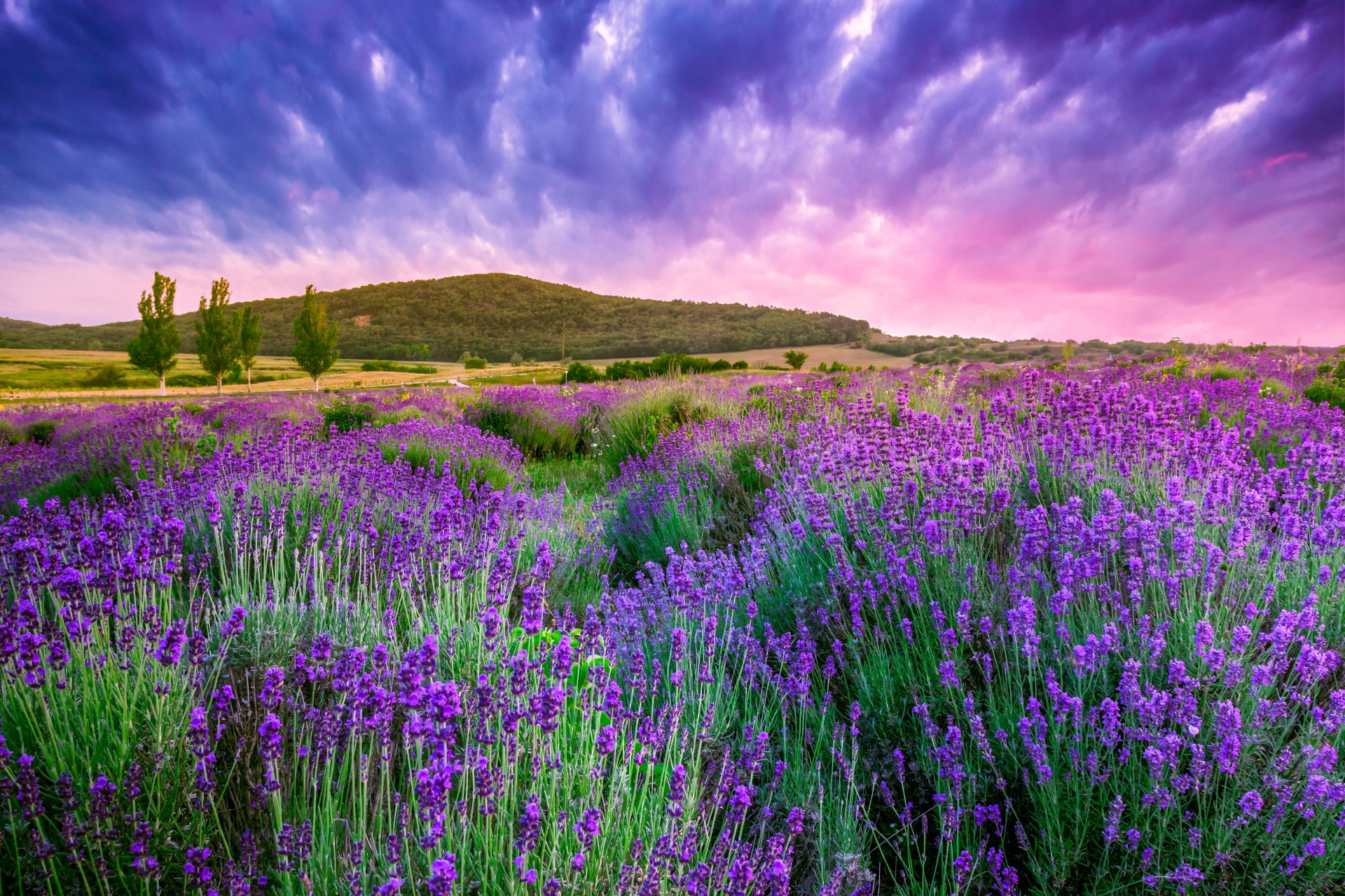 nature lever du soleil paysage fleurs lavande